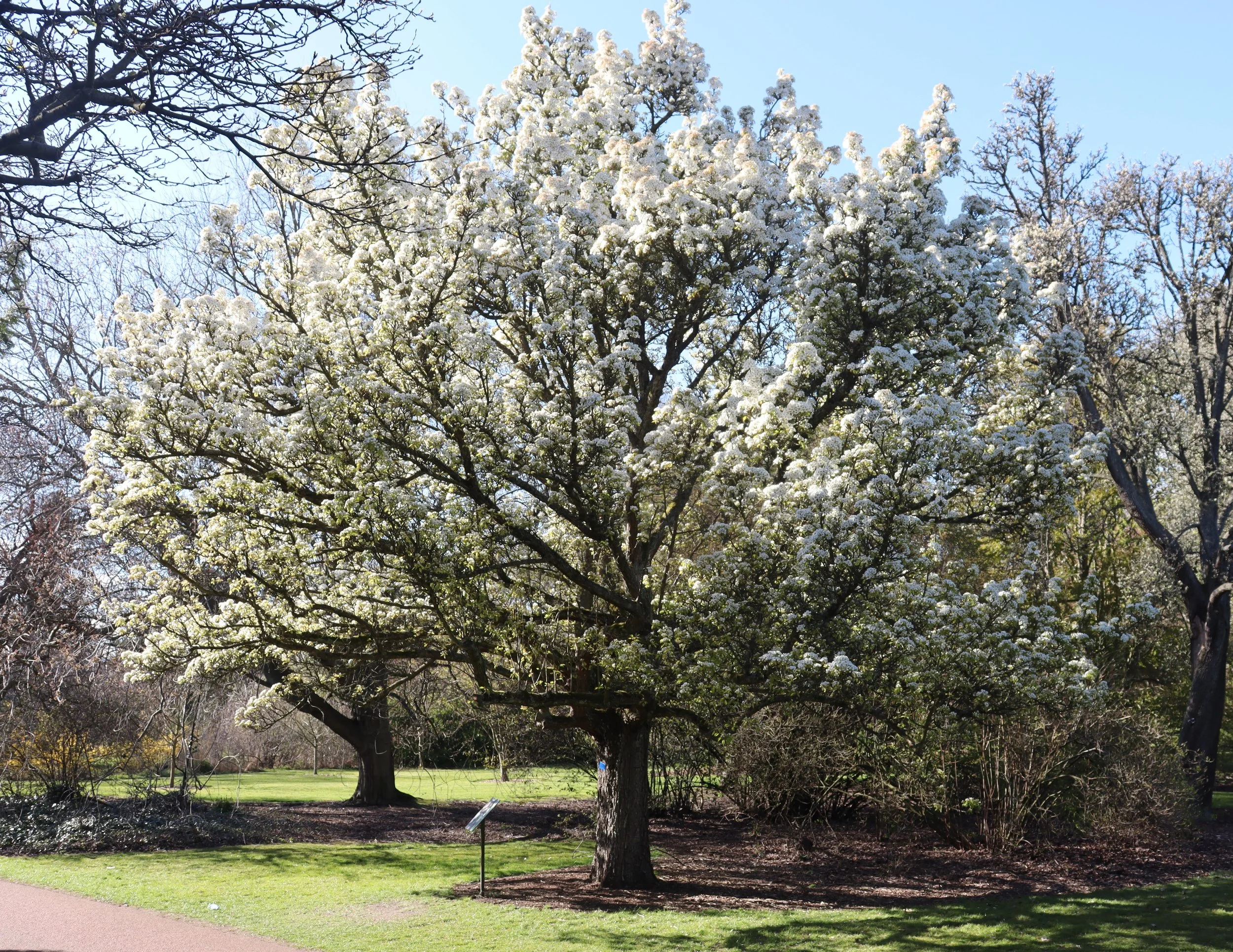 Pyrus_korshinskyi_(Kazakh_Pear)_in_blossom.jpg