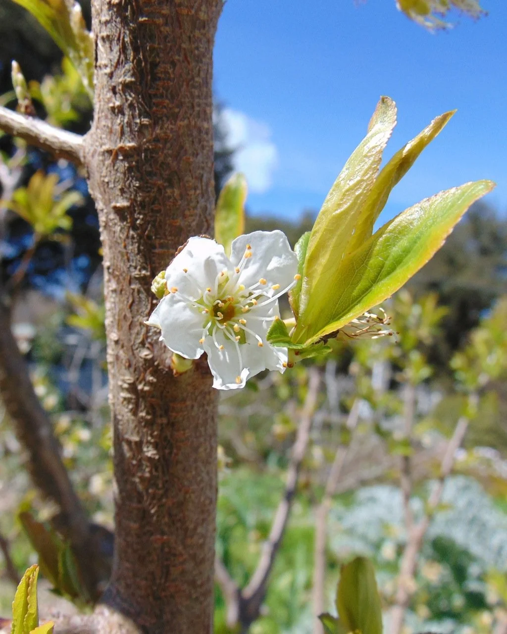 Nadiatalent, CC BY-SA 4.0 <https://creativecommons.org/licenses/by-sa/4.0>, via Wikimedia Commons.jpg