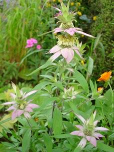 Structure of spotted bee balm