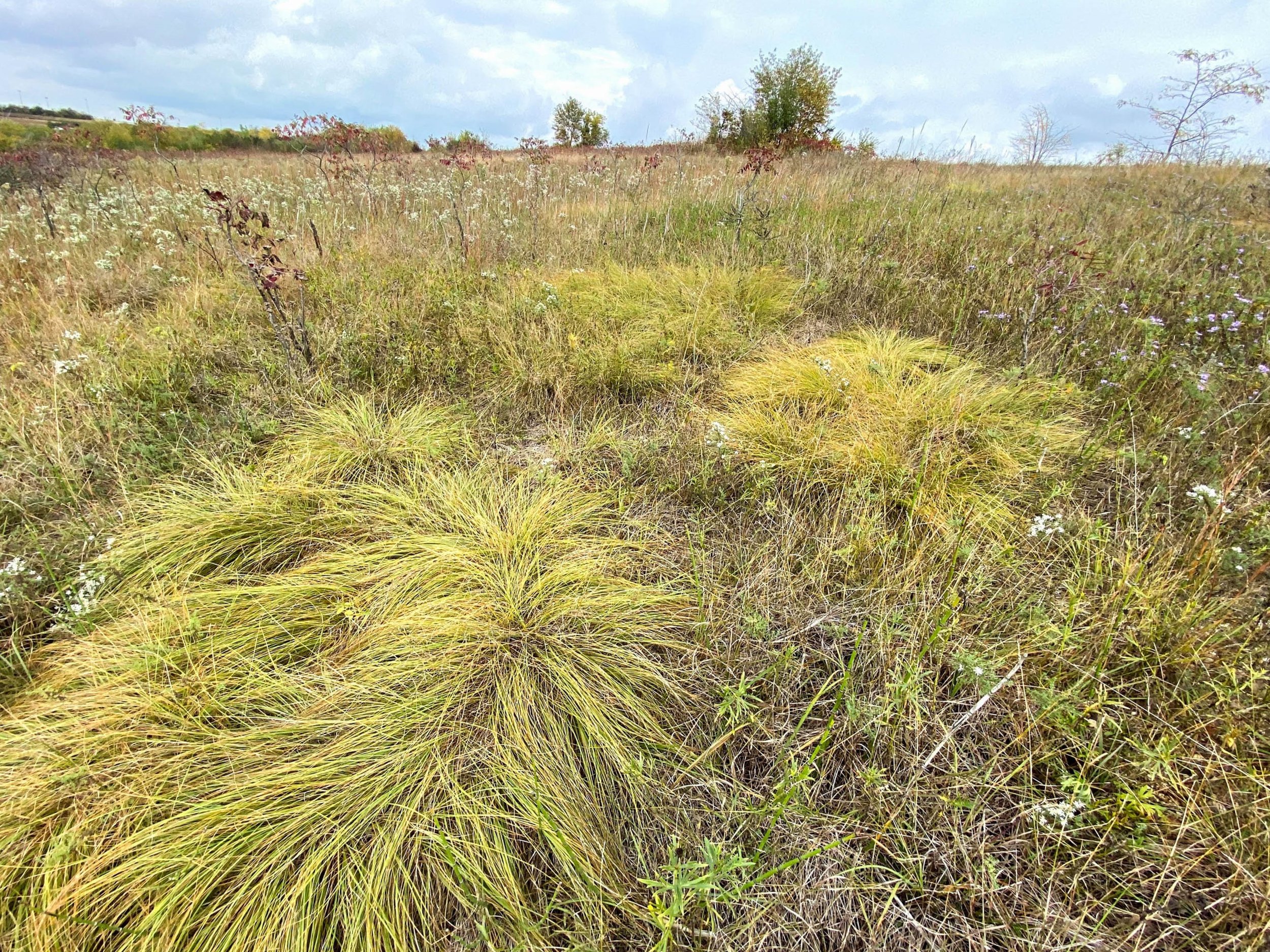 Prairie Dropseed (Sporobolus heterolepis)