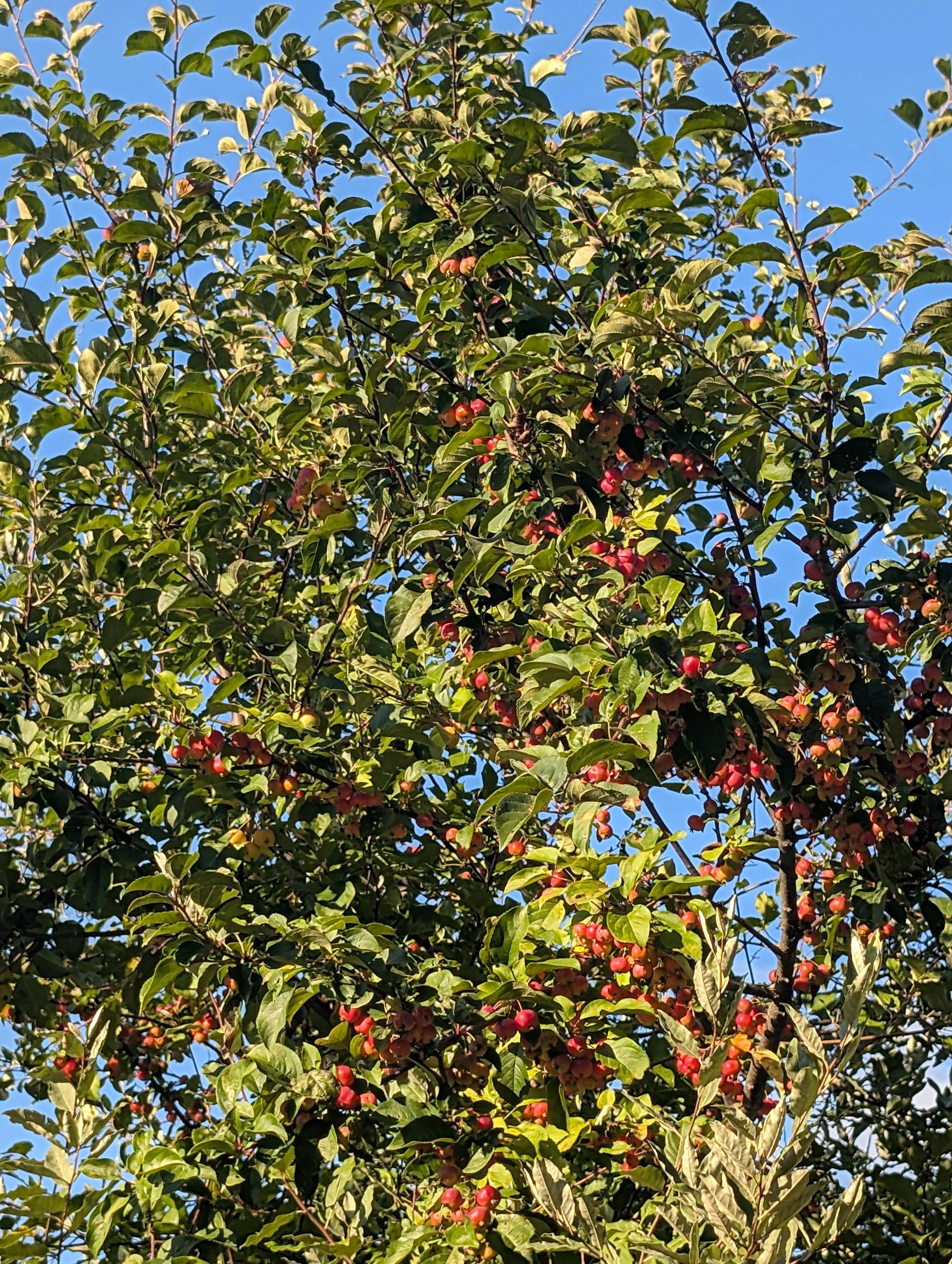 Maximus™ Crabapple