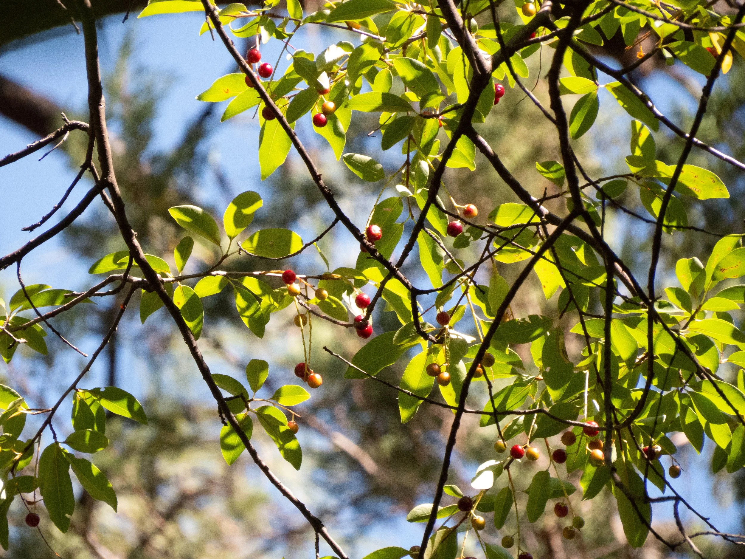 Bettina Arrigoni, CC BY 2.0 <https://creativecommons.org/licenses/by/2.0>, via Wikimedia Commons.jpg