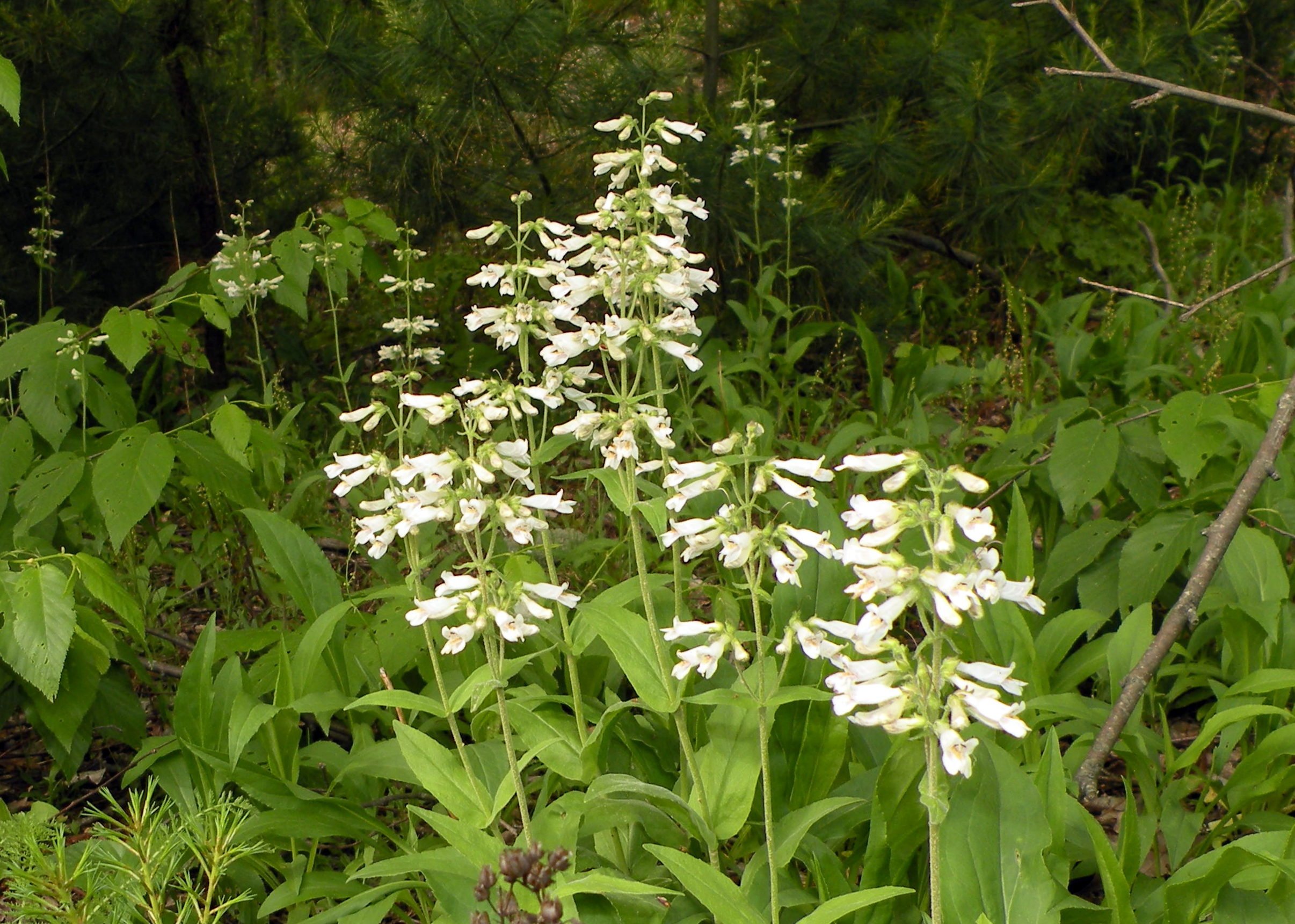 white tall spike flowers in shady forest