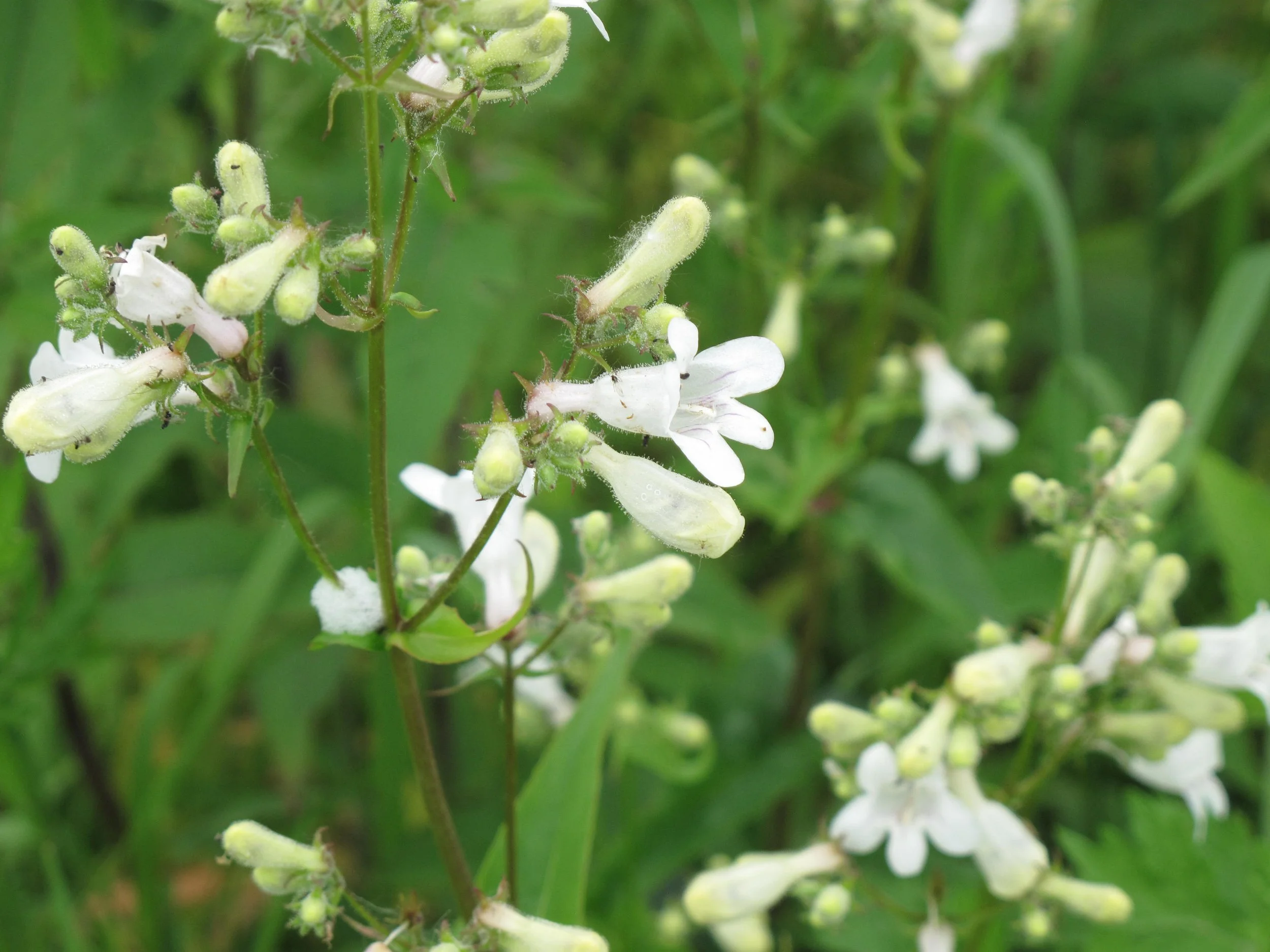 Laval University, CC BY-SA 4.0 <https://creativecommons.org/licenses/by-sa/4.0>, via Wikimedia Commons.jpg