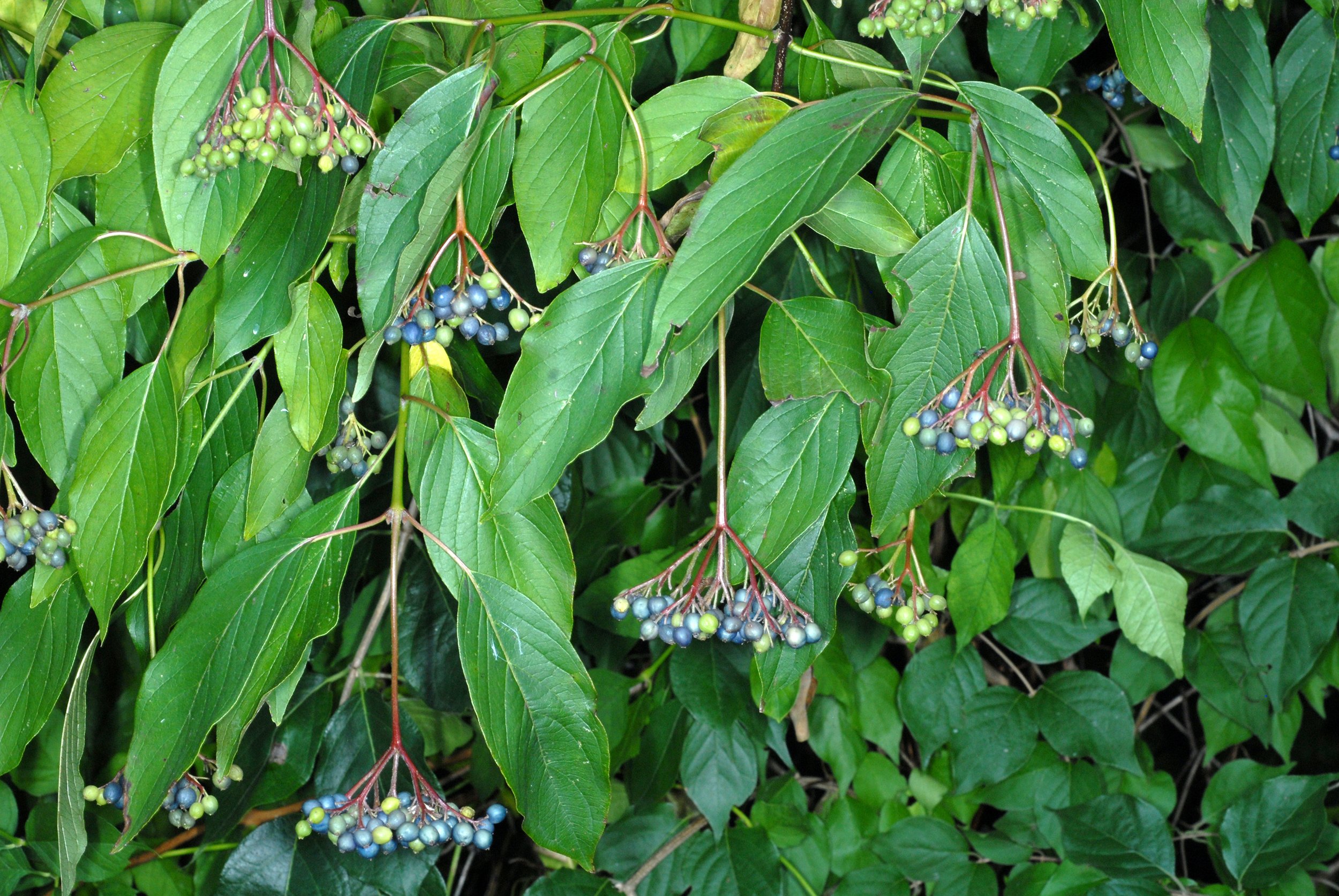 green branches of silky dogwood shrub and blue clusters of hanging berries