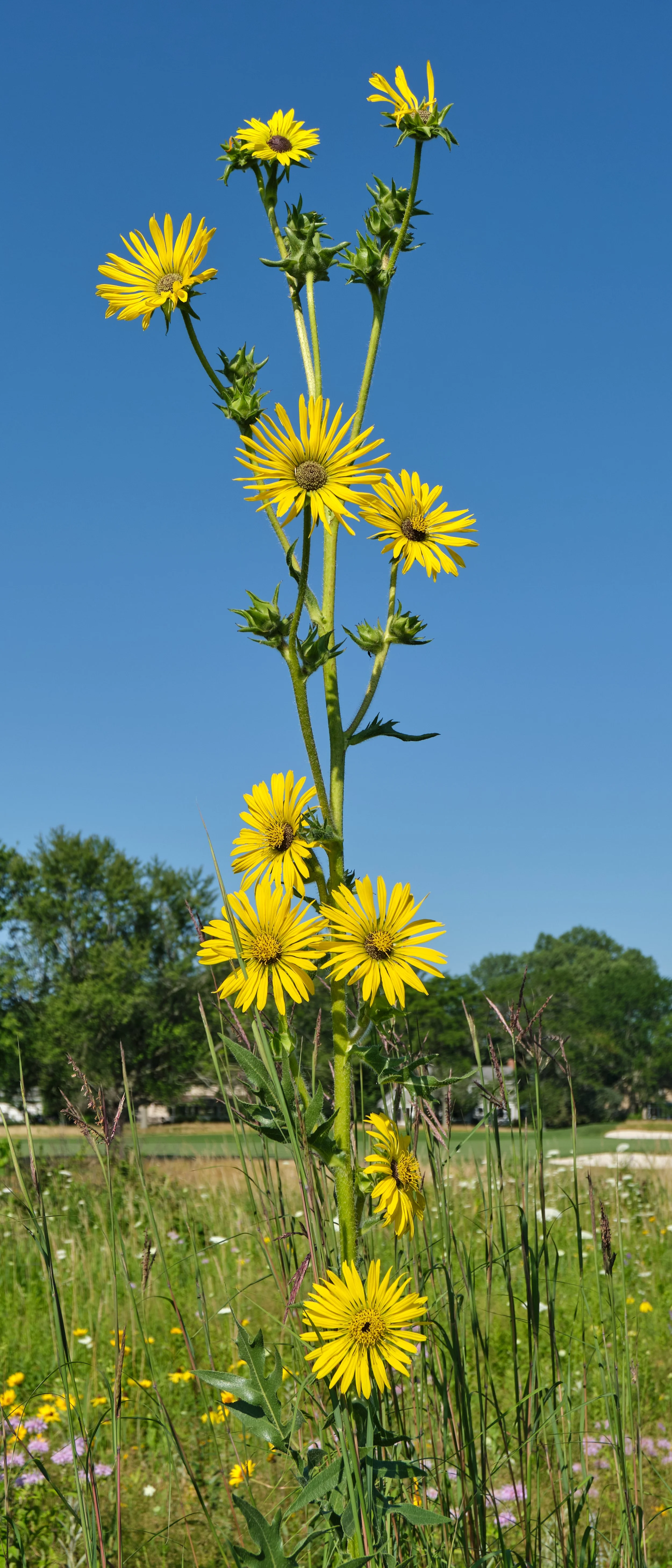 Compass_plant_(53906738708) (1).jpg
