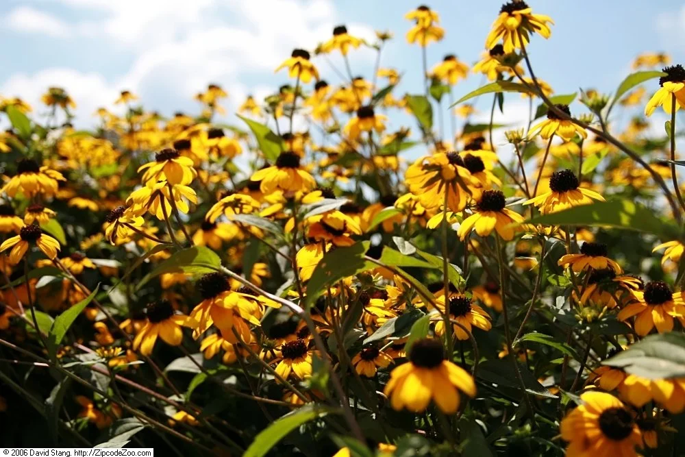 Rudbeckia_triloba_3zz.jpg