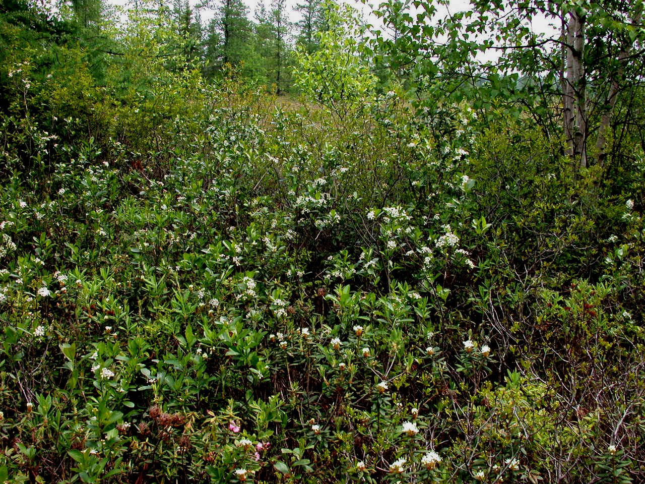 Aronia_melanocarpa_15-p.bot-aroni.melano-32.jpg