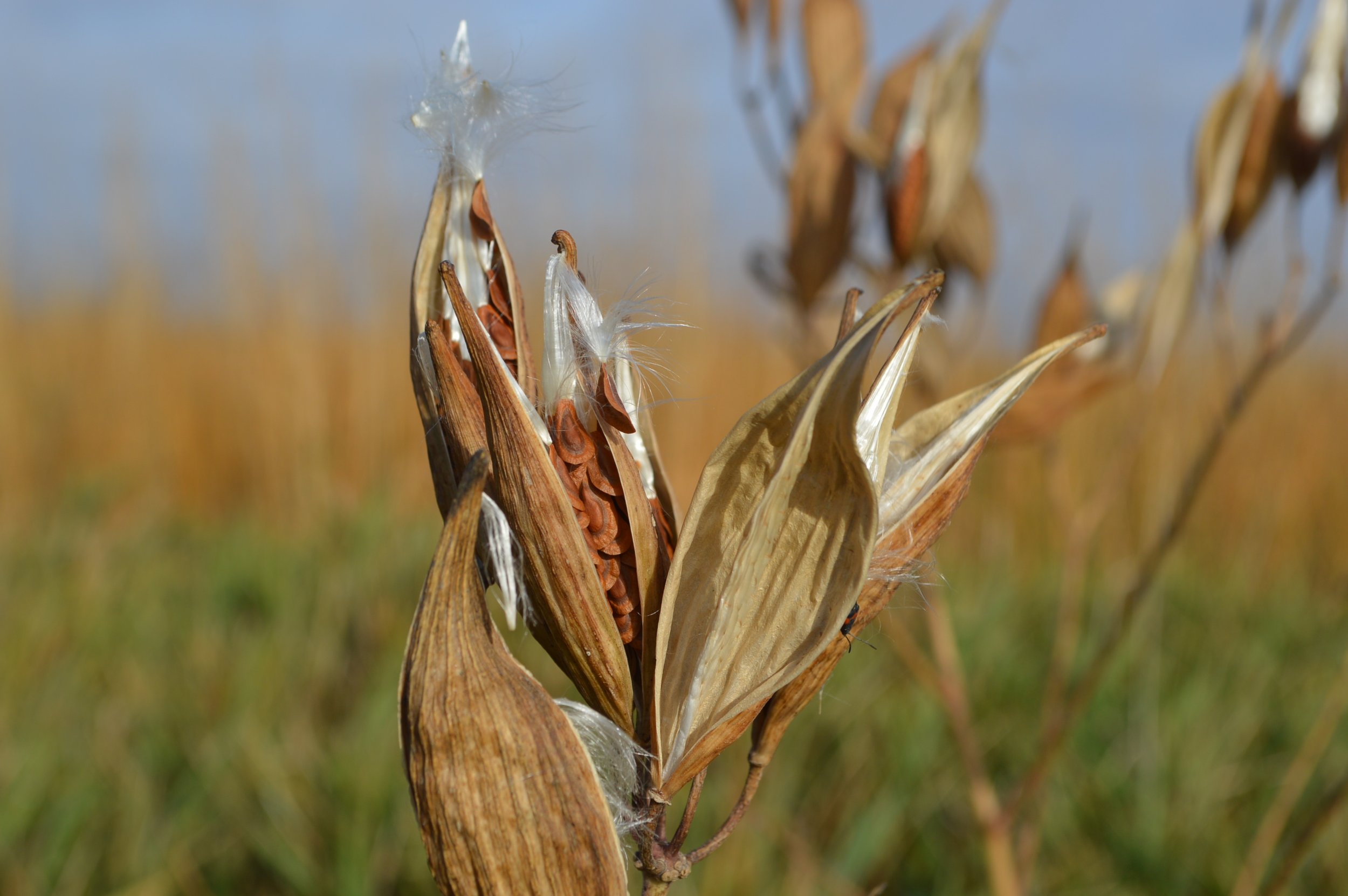 brown open seed pods of rose milkweed