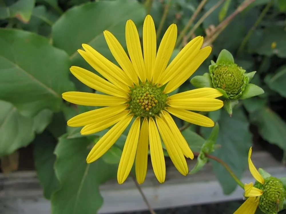 Silphium_perfoliatum_5zz.jpg