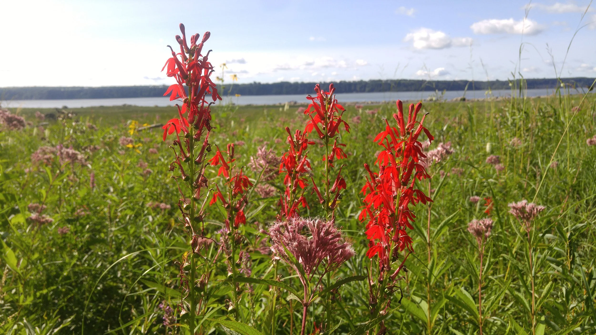 Lobelia_cardinalis_15-p.bot-lobel.card-055 (1).jpg