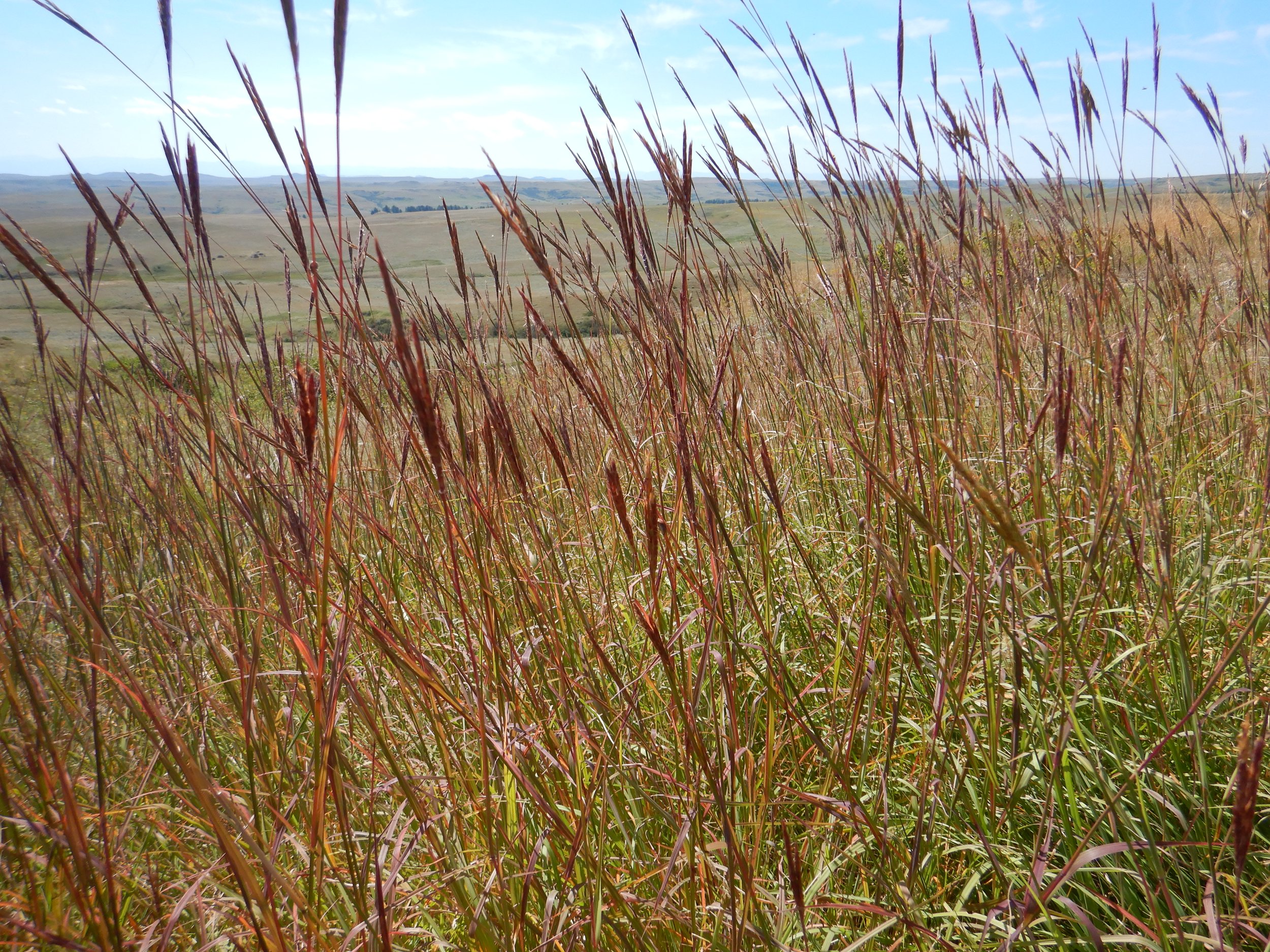 sunny field of big blue stem grass