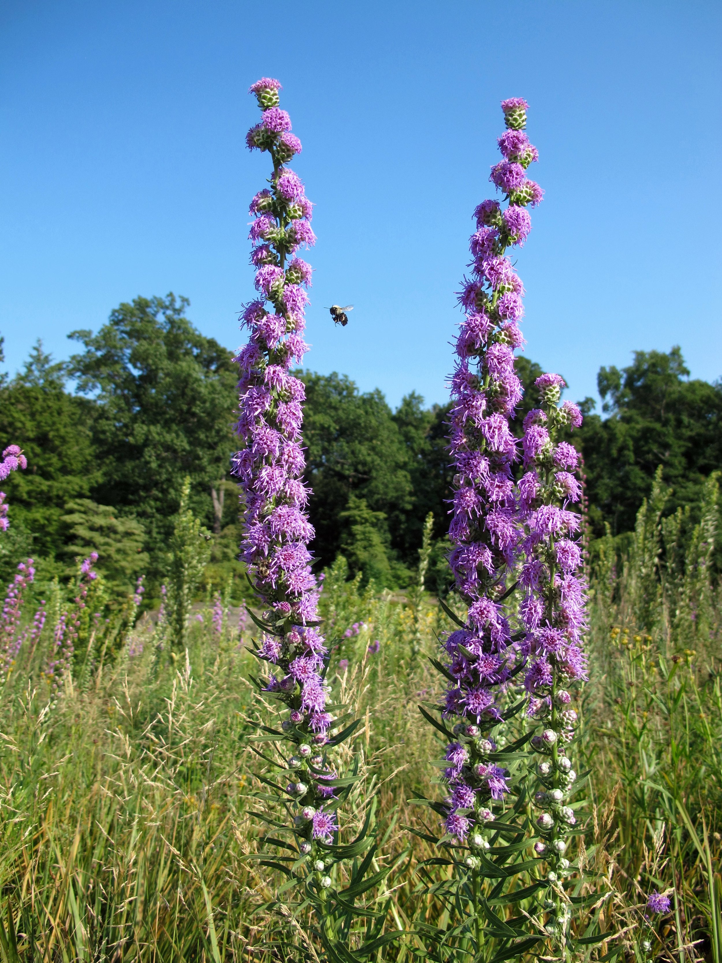 Tall purple Liatrus in sunny field