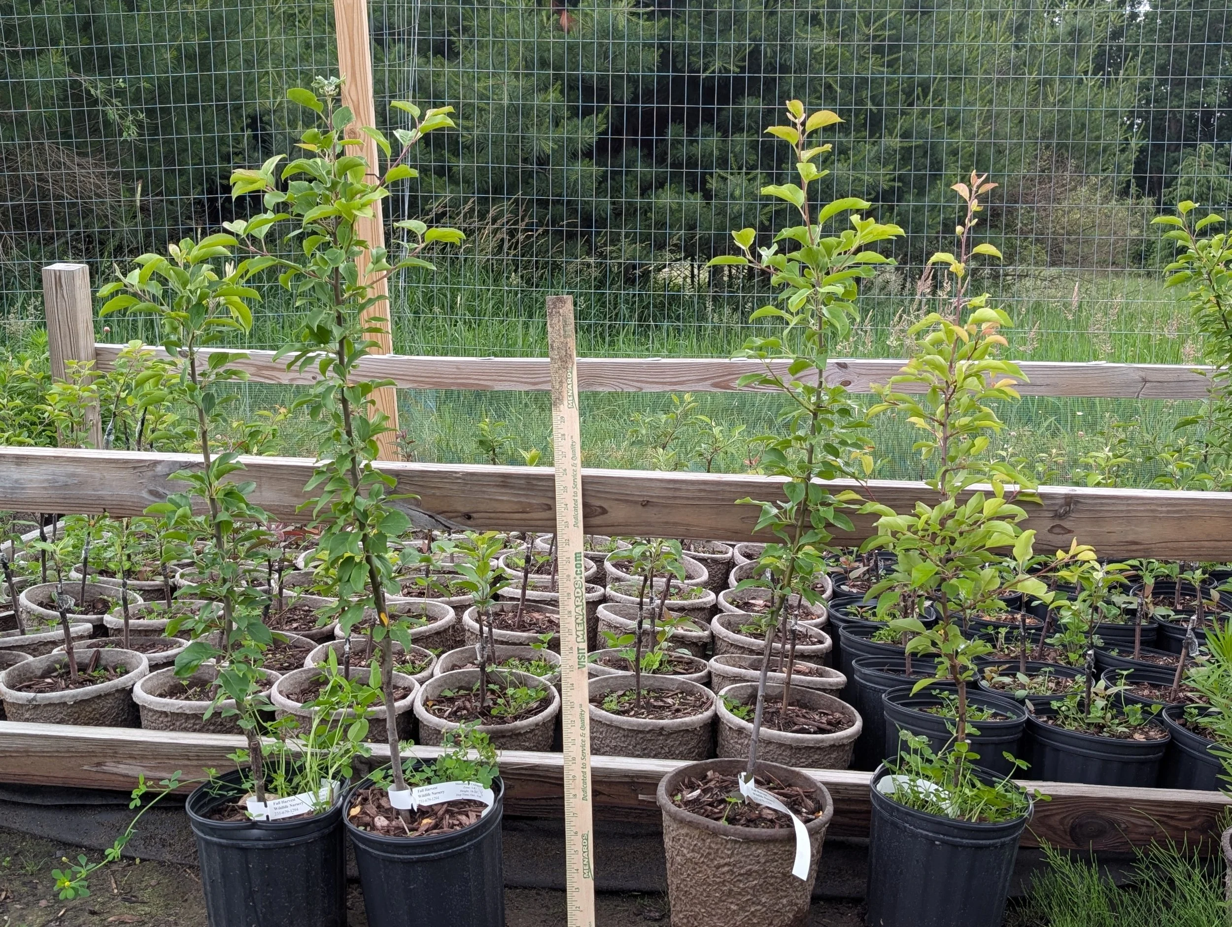 Potted Fall Stock.jpg