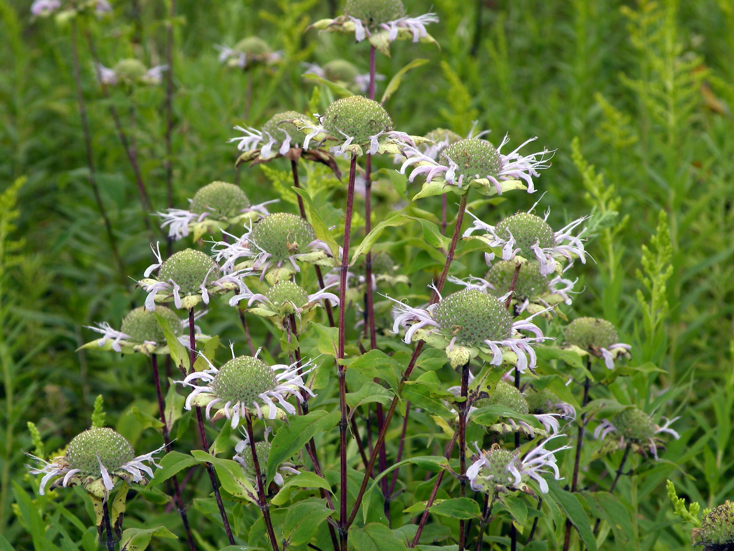 structure of just emerging bee balm flowers