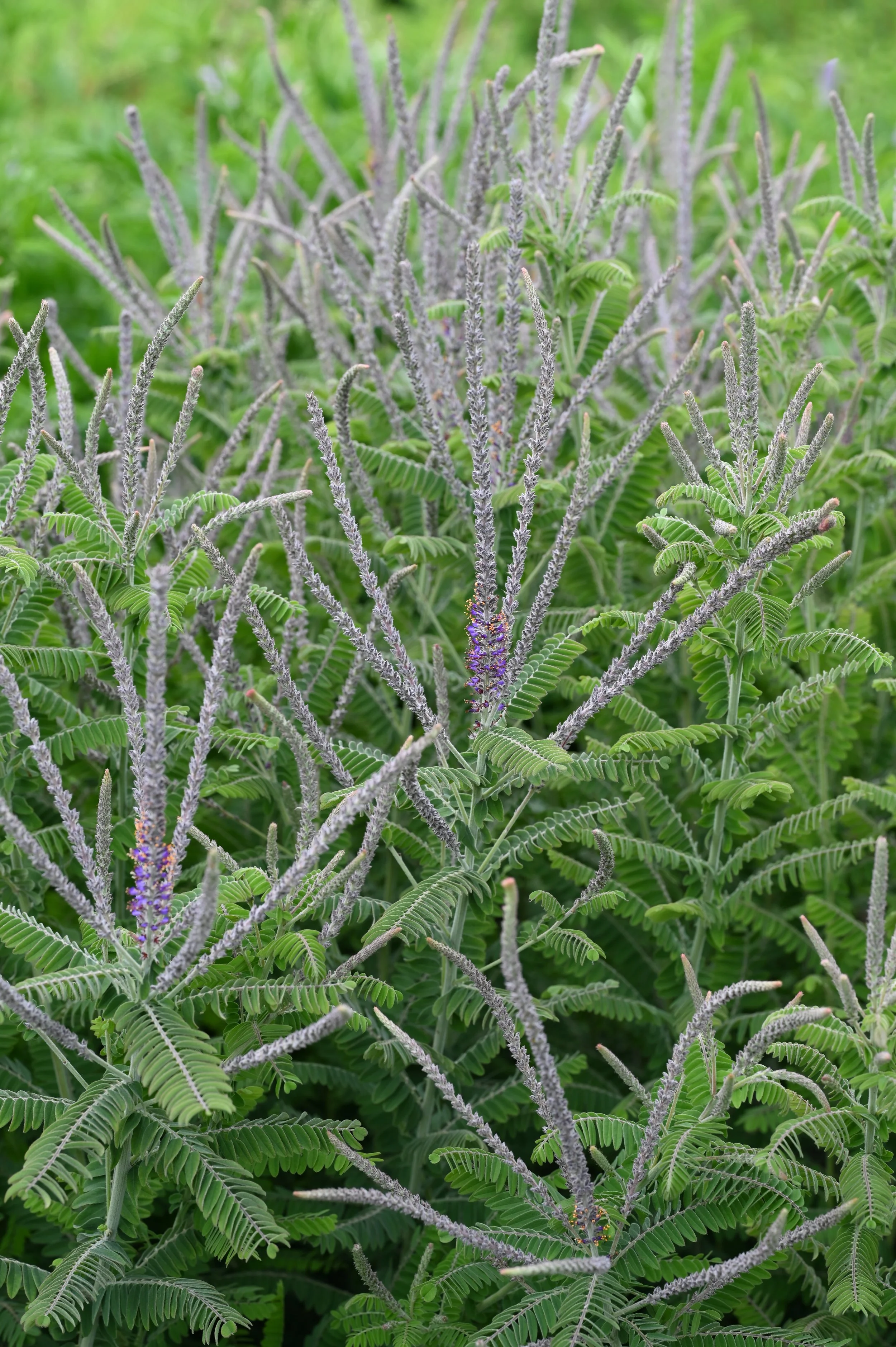 Amorpha_canescens_kz04.jpg