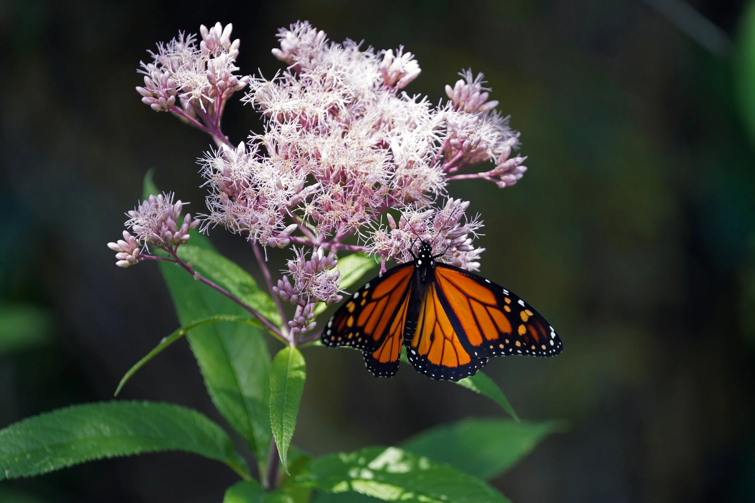 U.S. Fish and Wildlife Service - Midwest Region, Public domain, via Wikimedia Commons.jpg