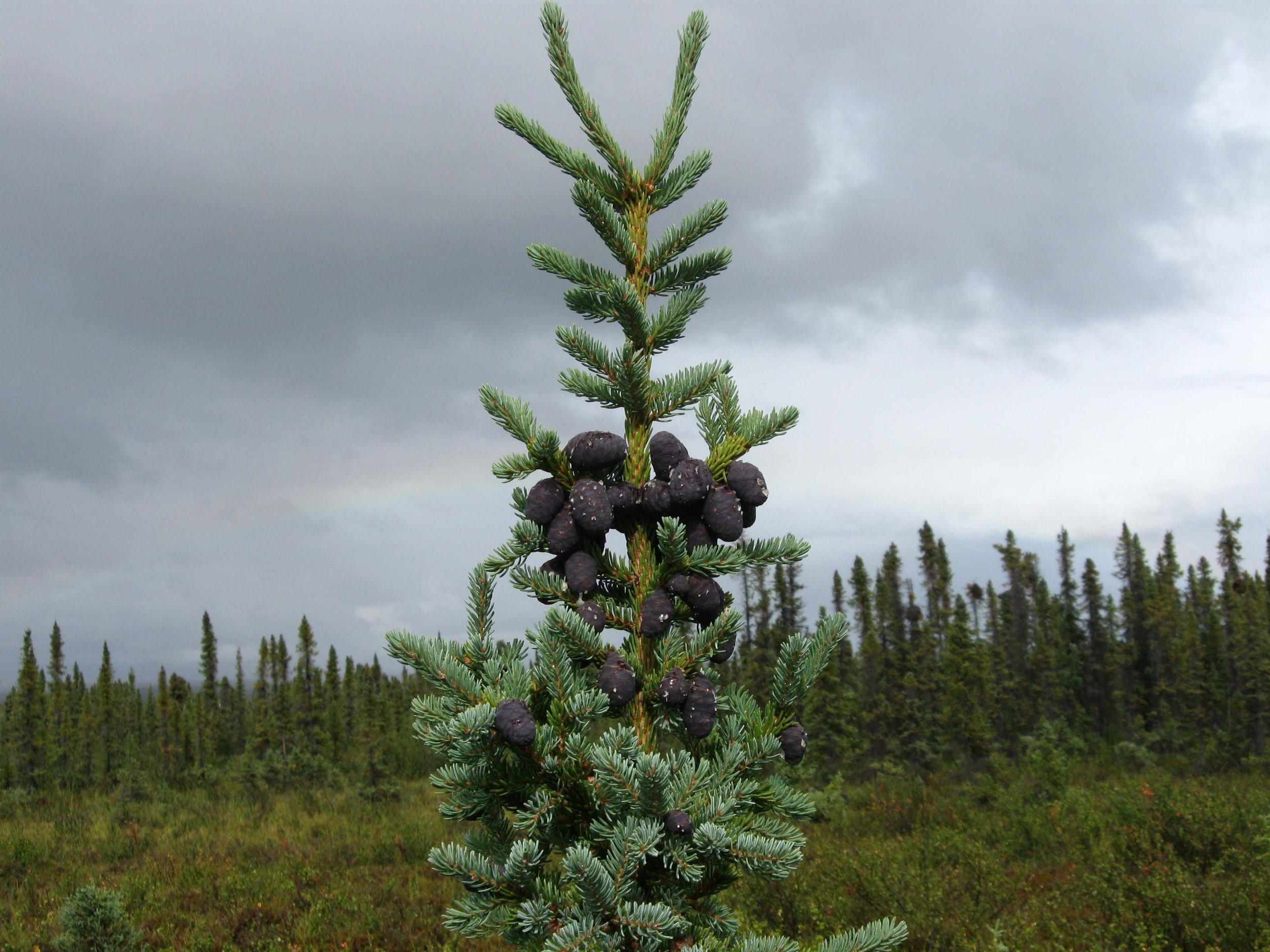 Short black spruce tree with cones in a bog