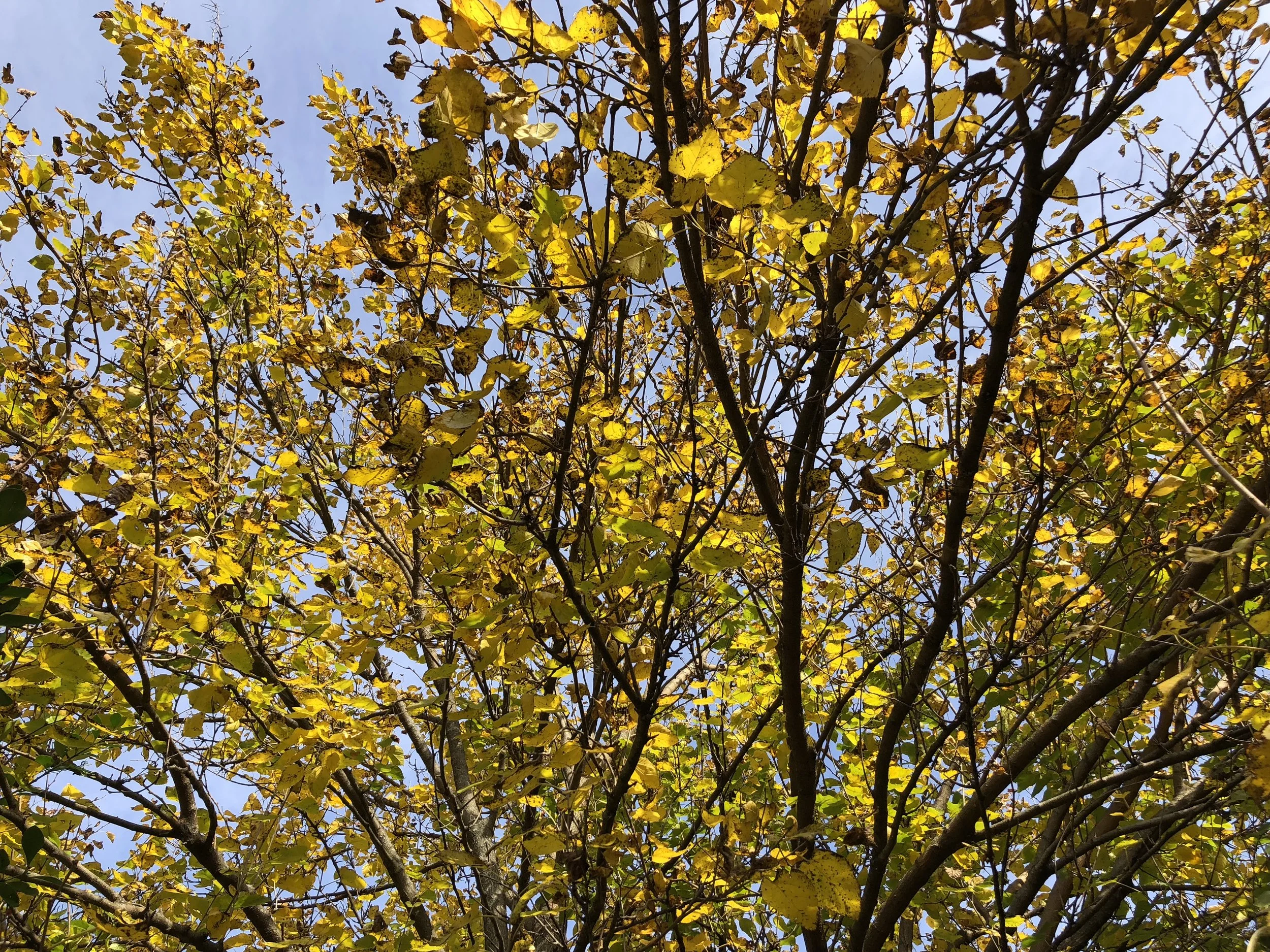 Famartin, CC BY-SA 4.0 <https://creativecommons.org/licenses/by-sa/4.0>, via Wikimedia Commons.jpg