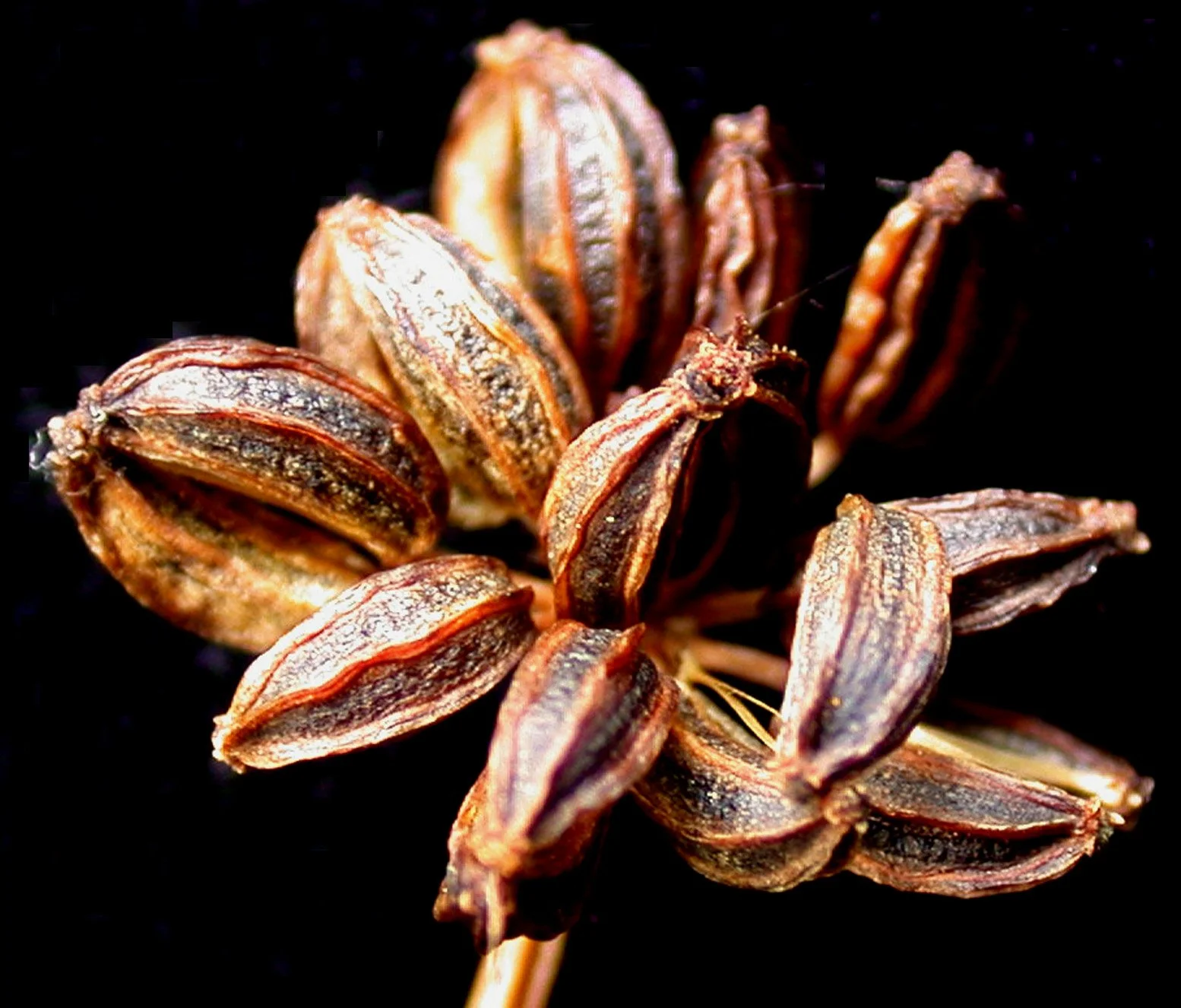 Laval University, CC BY-SA 4.0 <https://creativecommons.org/licenses/by-sa/4.0>, via Wikimedia Commons.jpg