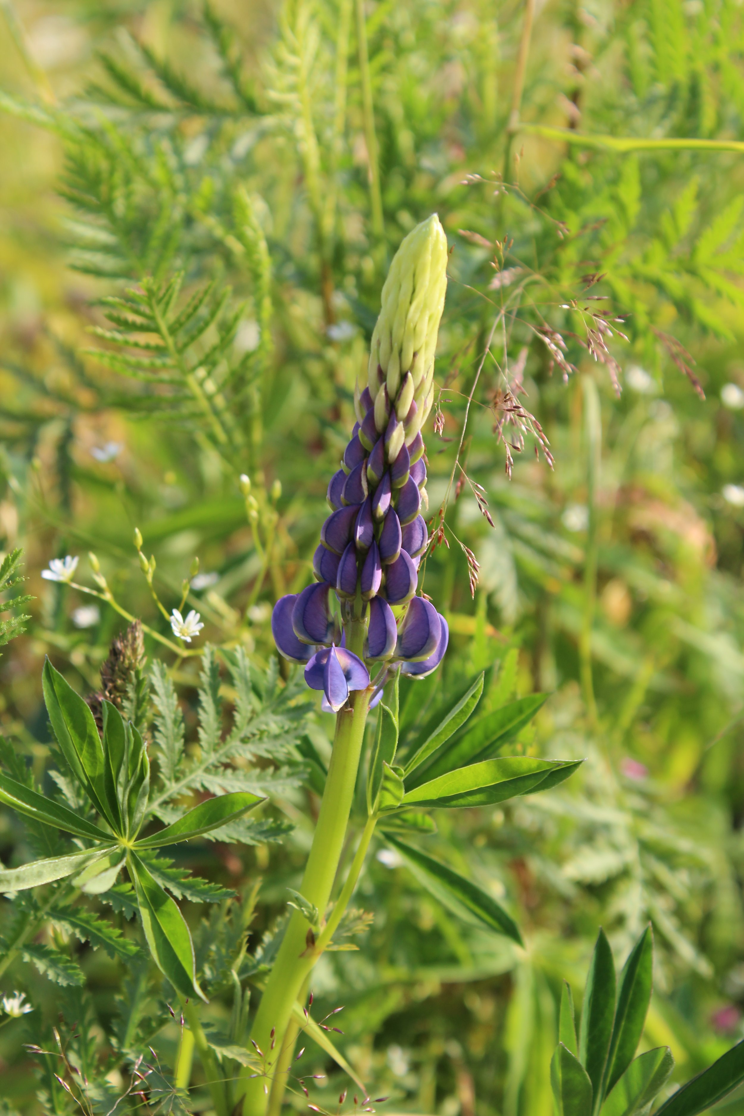 purple lupine flower about to bloom