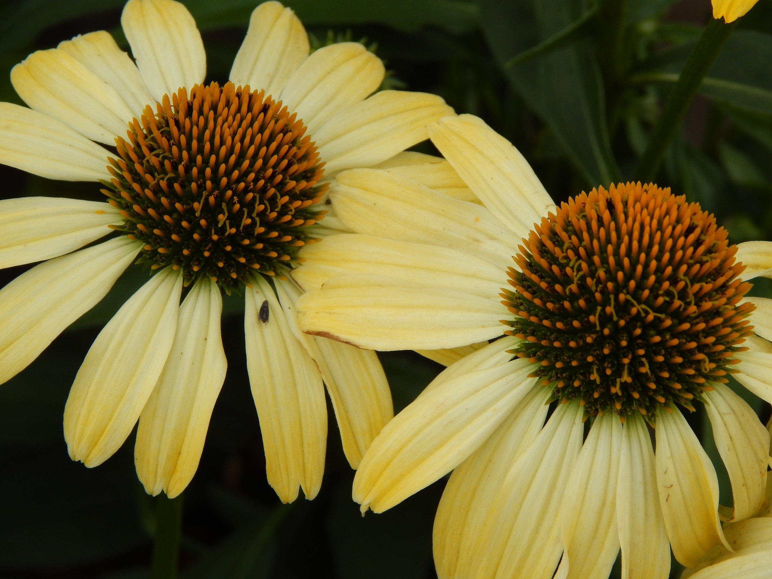 two yellow cone flowers