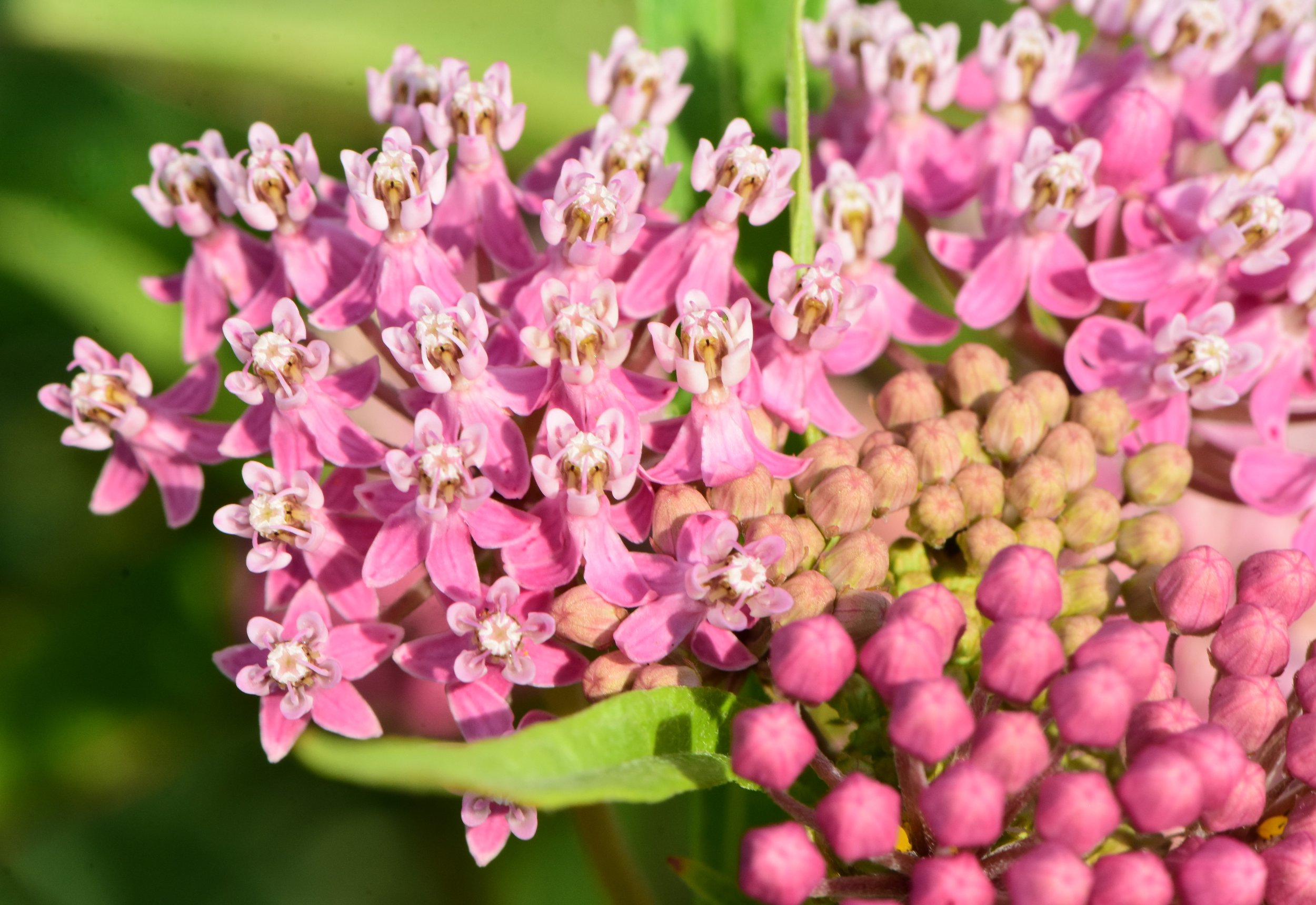 close up of bloomed rose milkweed flowers and pink buds about to open