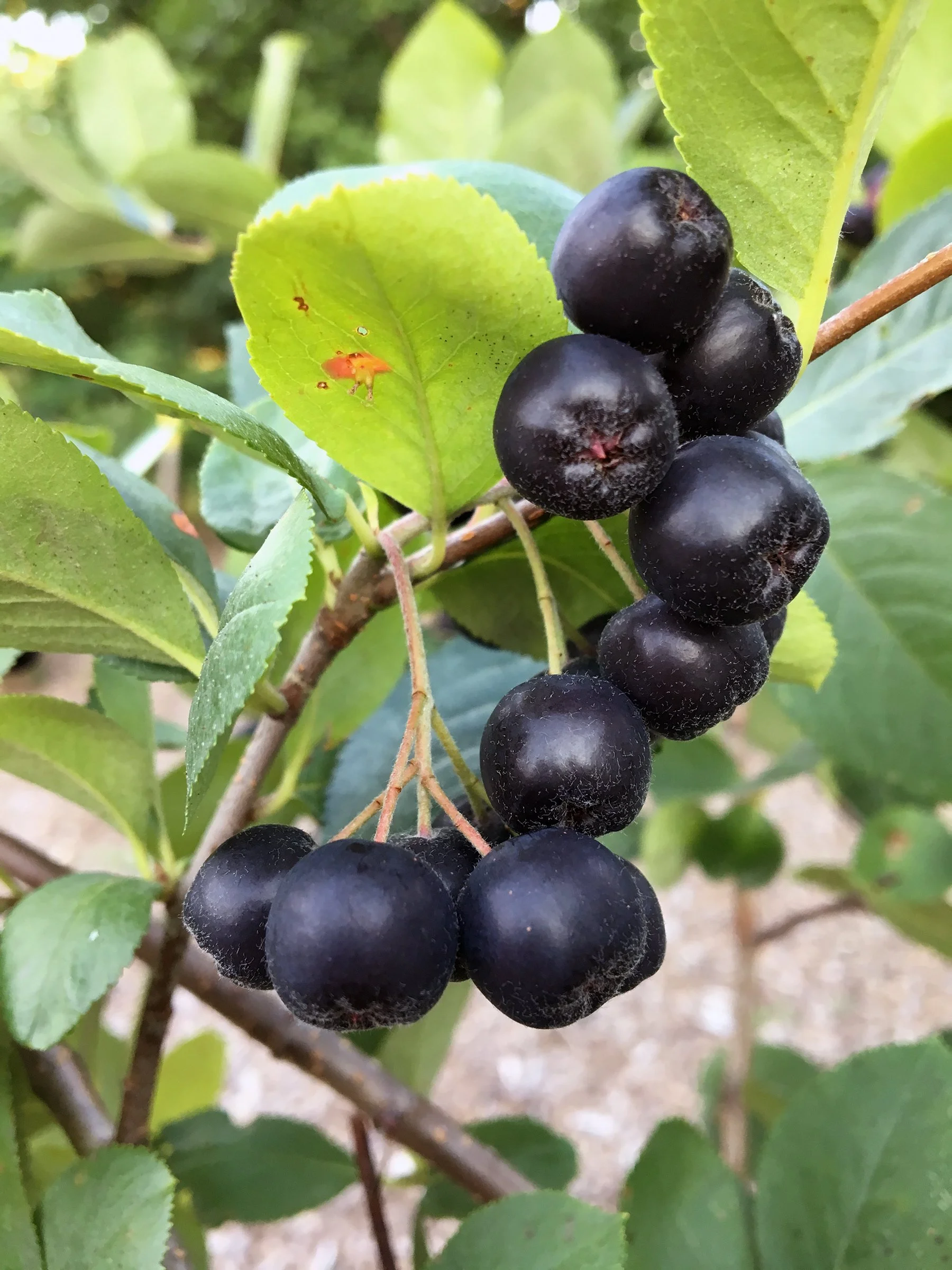 Aronia_melanocarpa_(Black_Chokeberry)_(36286083332).jpg