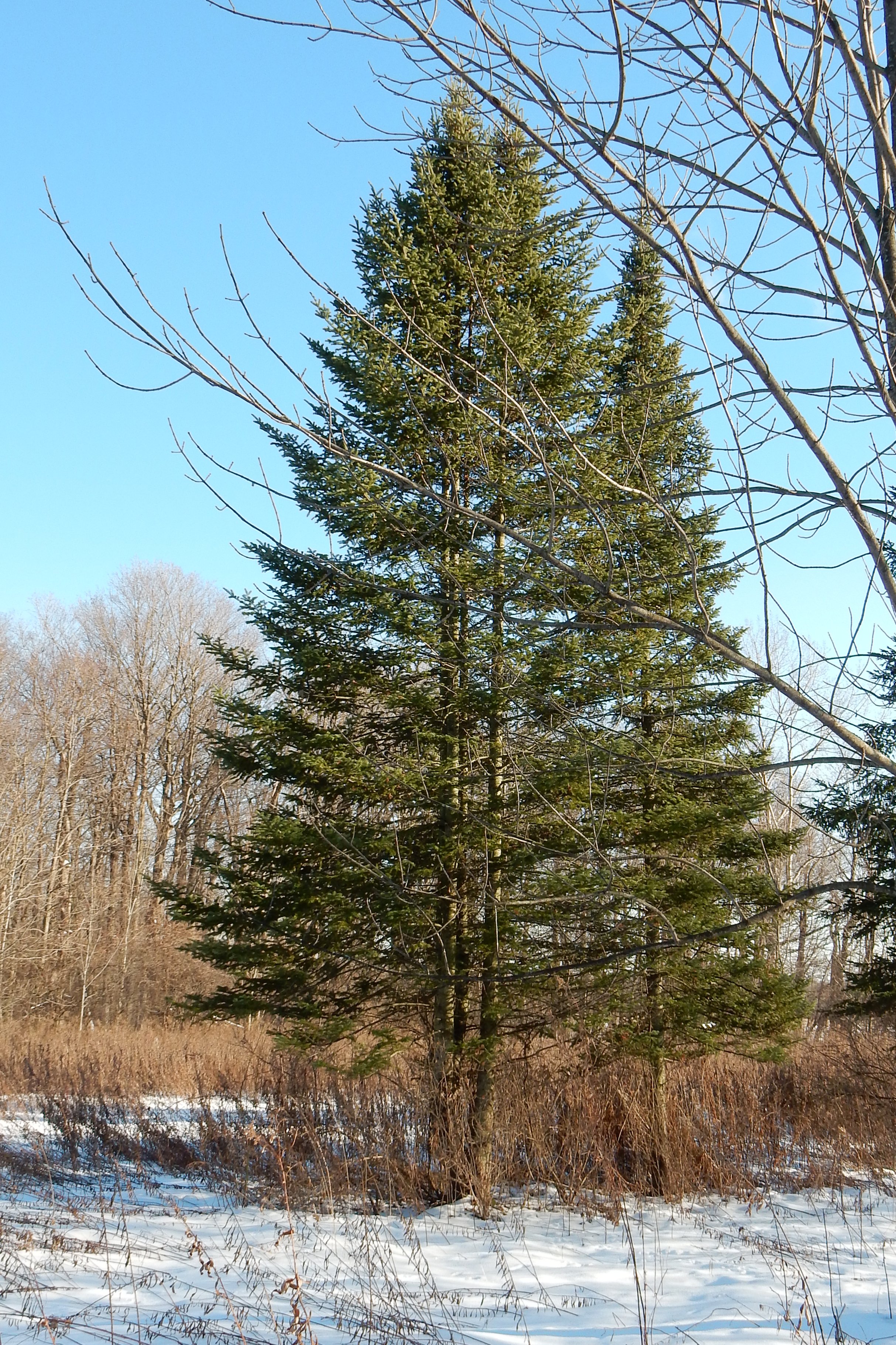 Image of a tall balsalm fir tree in an open winter field