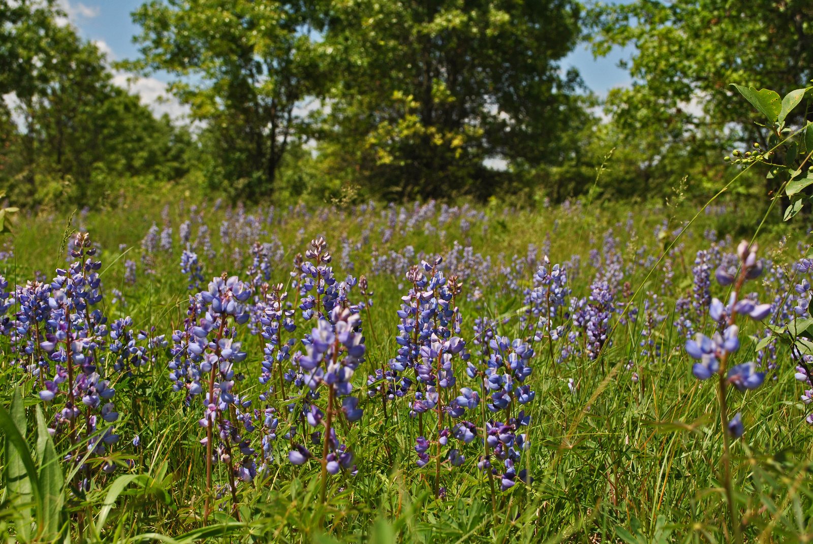 purple lupine flowers in a field of oak savana
