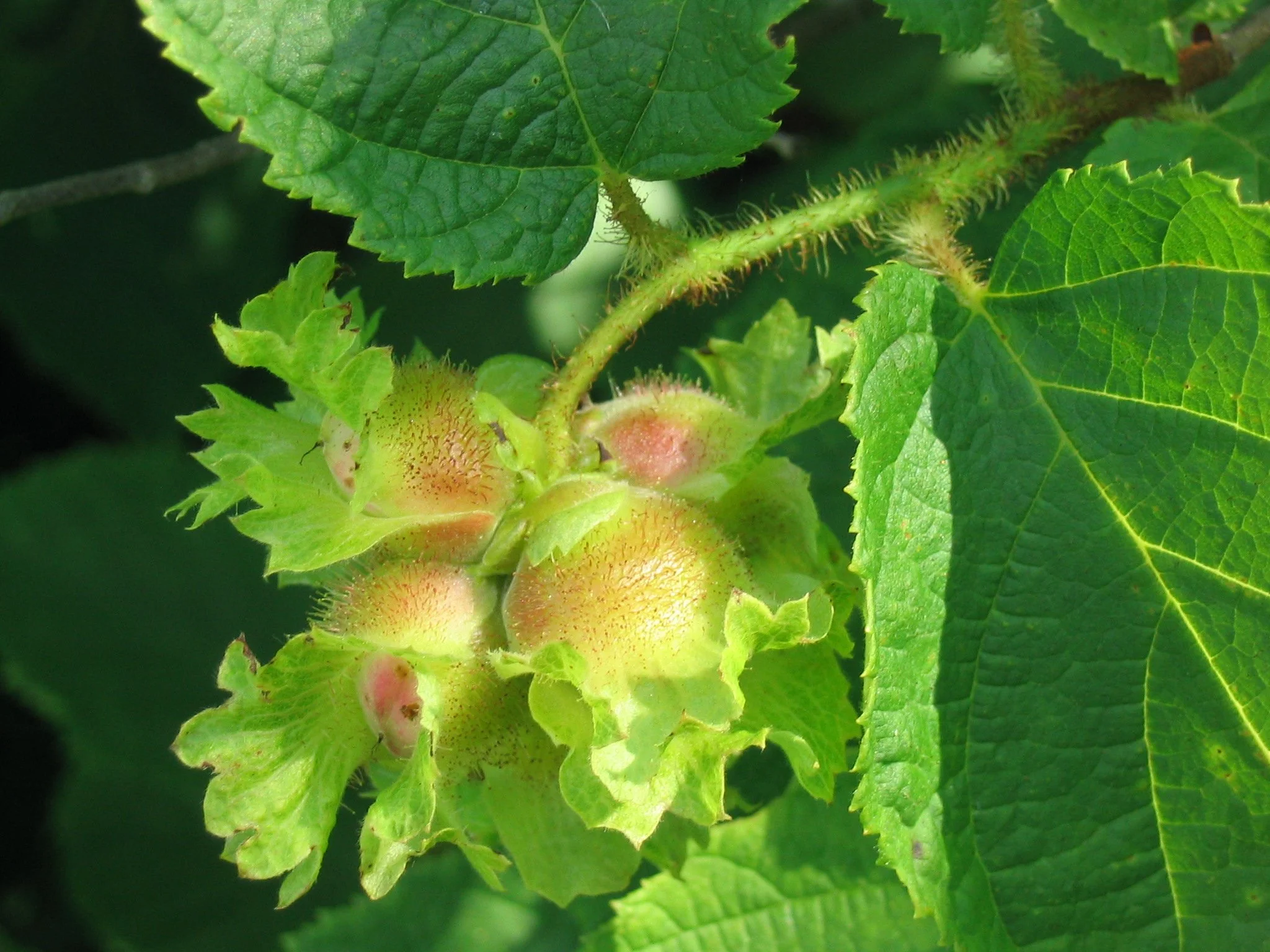 Corylus_americana_1-eheep_(5098096972).jpg