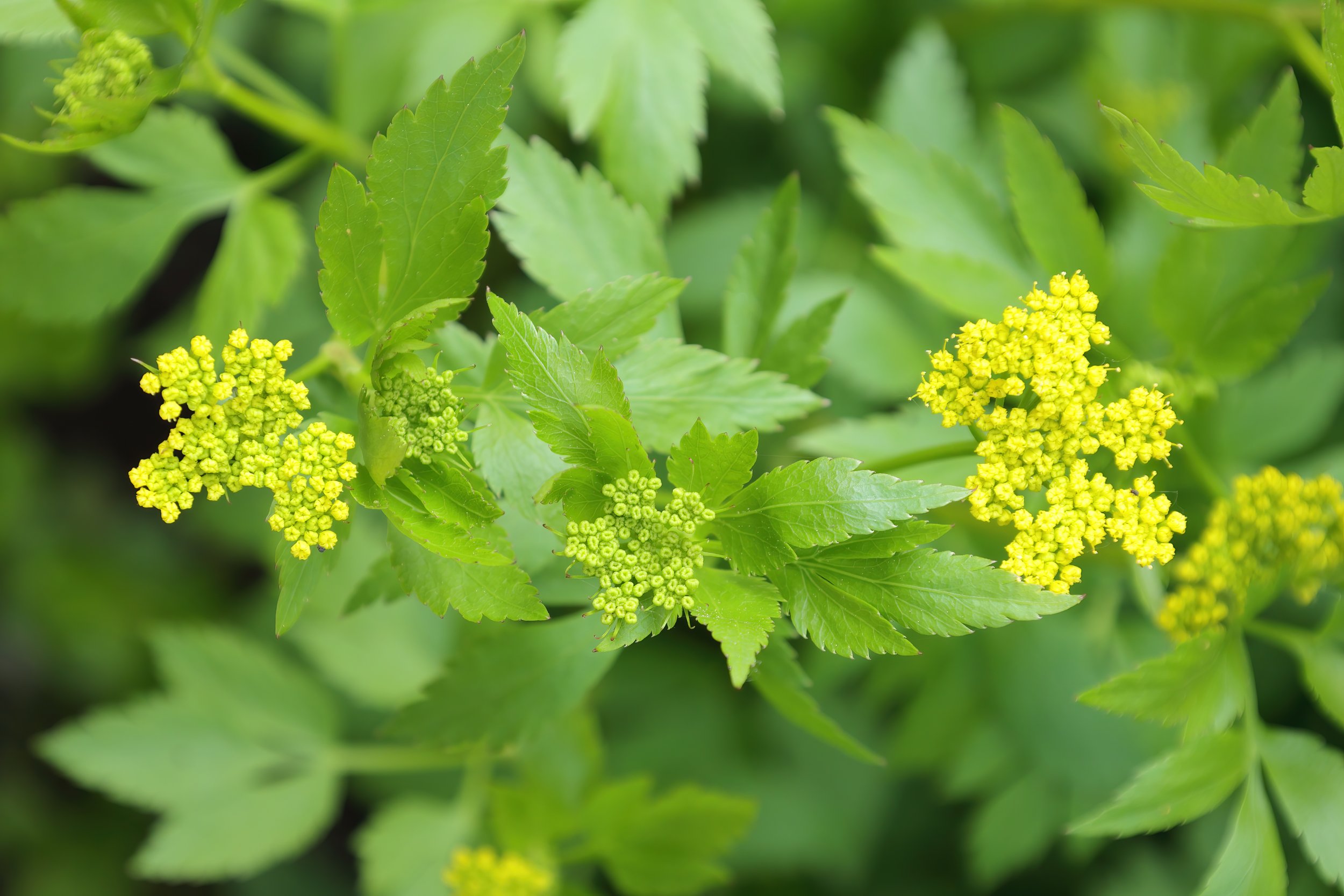 Cephas, CC BY-SA 4.0 <https://creativecommons.org/licenses/by-sa/4.0>, via Wikimedia Commons.jpg