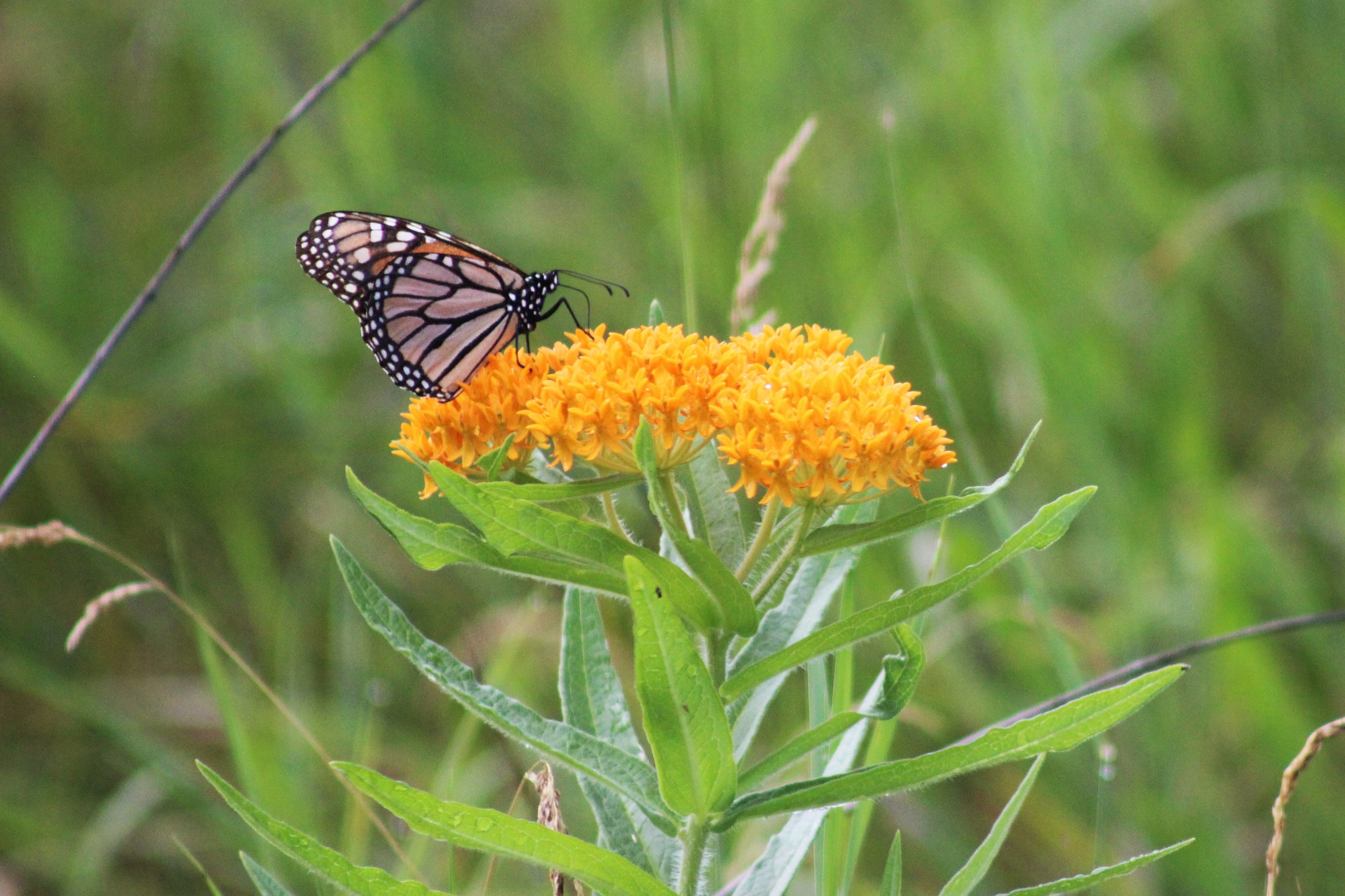 Monarch butterfly on orange butterfly milkweed