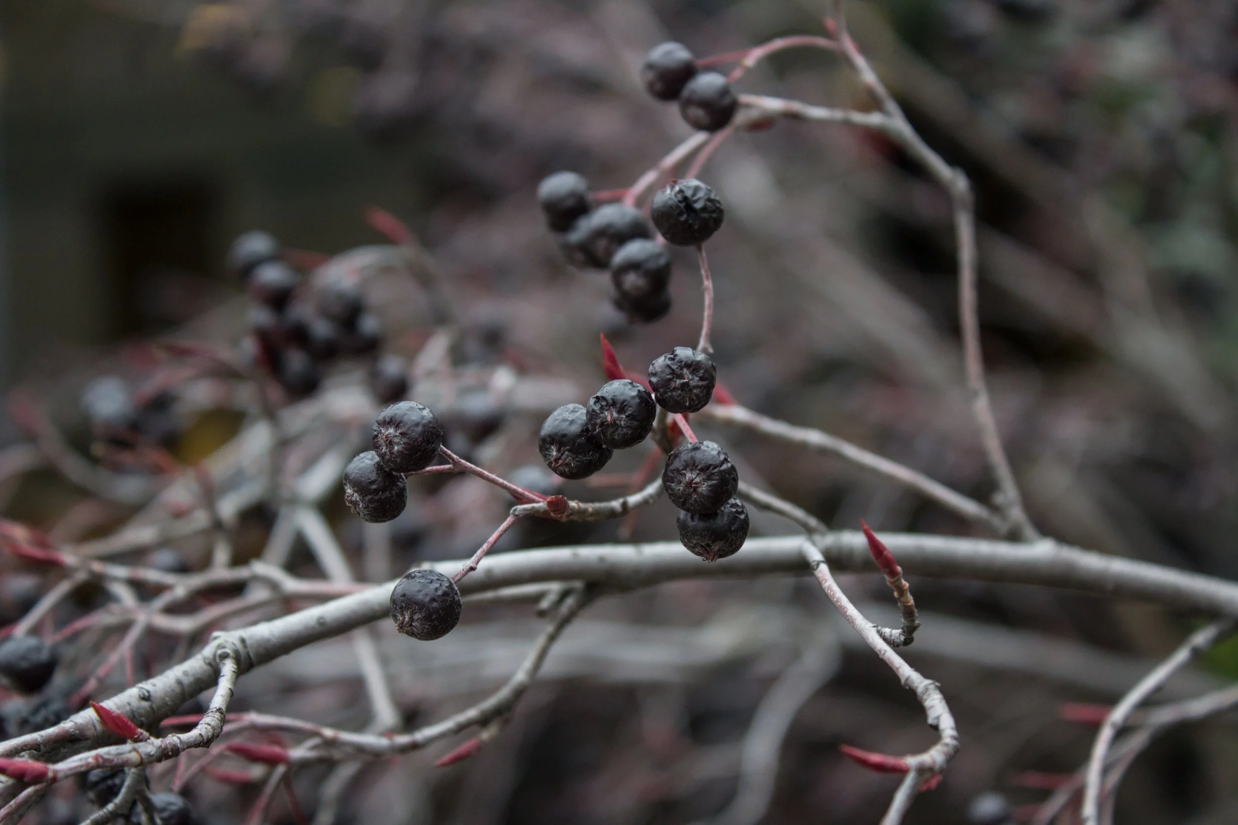 Aronia_melanocarpa_berries_outside_the_Toledo_Museum_of_Art.jpg