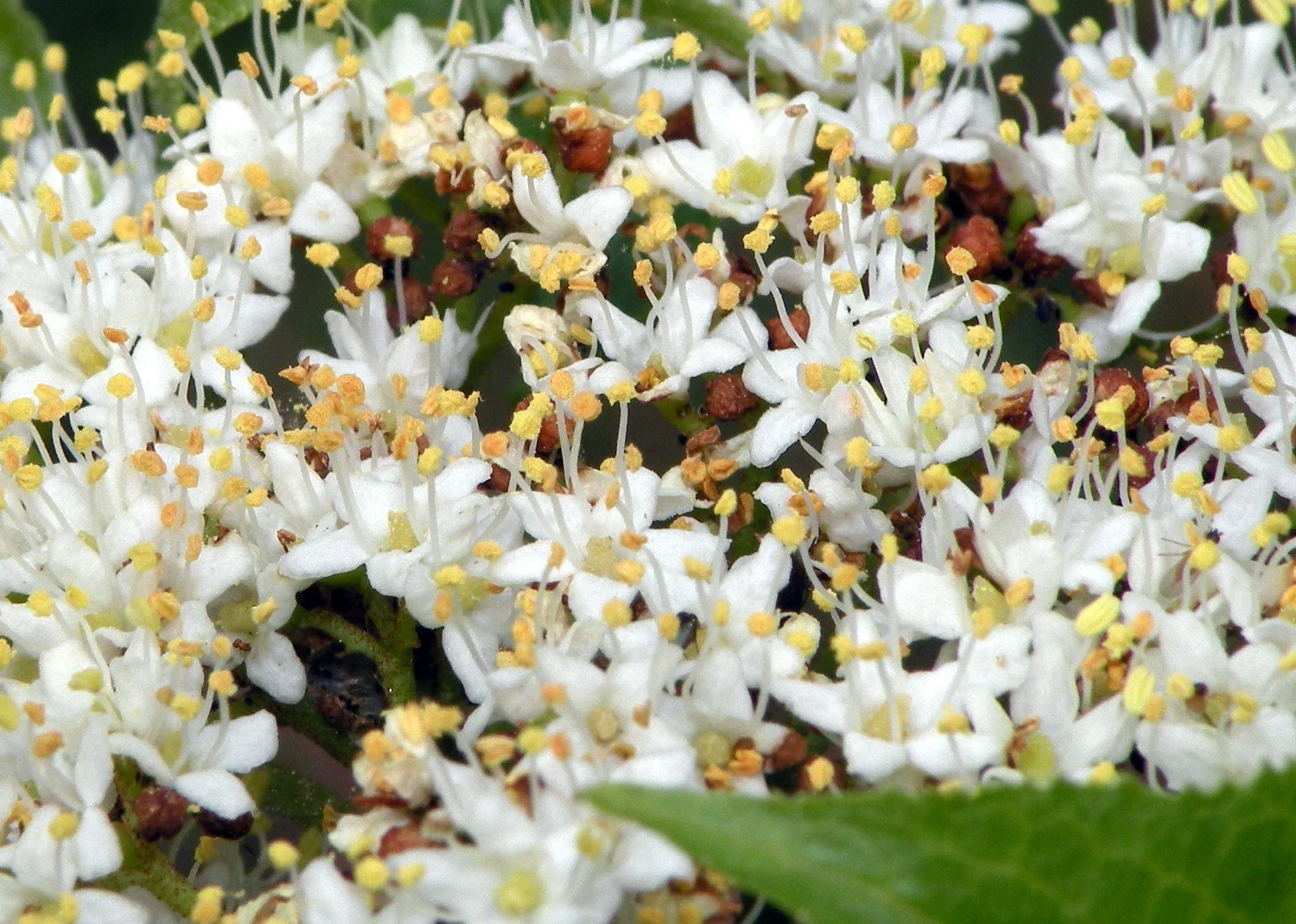 Doug McGrady from Warwick, RI, USA, CC BY 2.0 <https://creativecommons.org/licenses/by/2.0>, via Wikimedia Commons.jpg