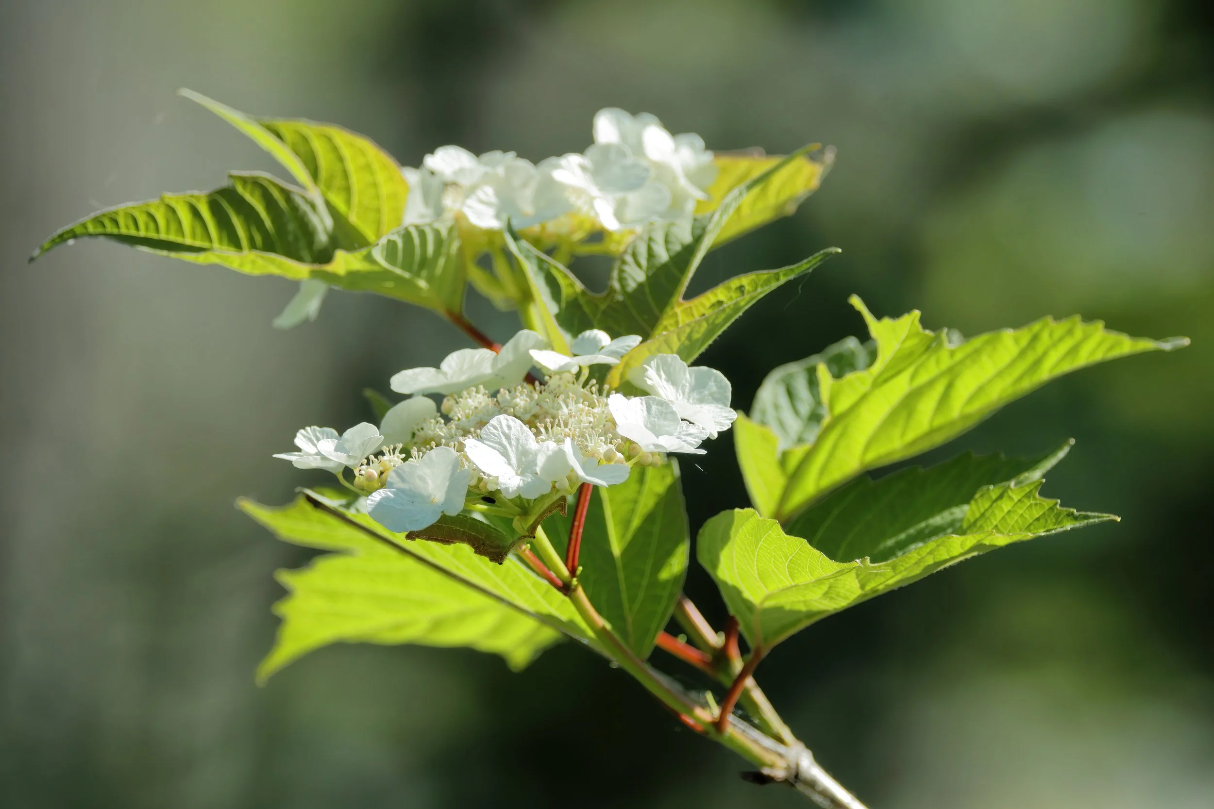 Cephas, CC BY-SA 4.0 <https://creativecommons.org/licenses/by-sa/4.0>, via Wikimedia Commons.jpg
