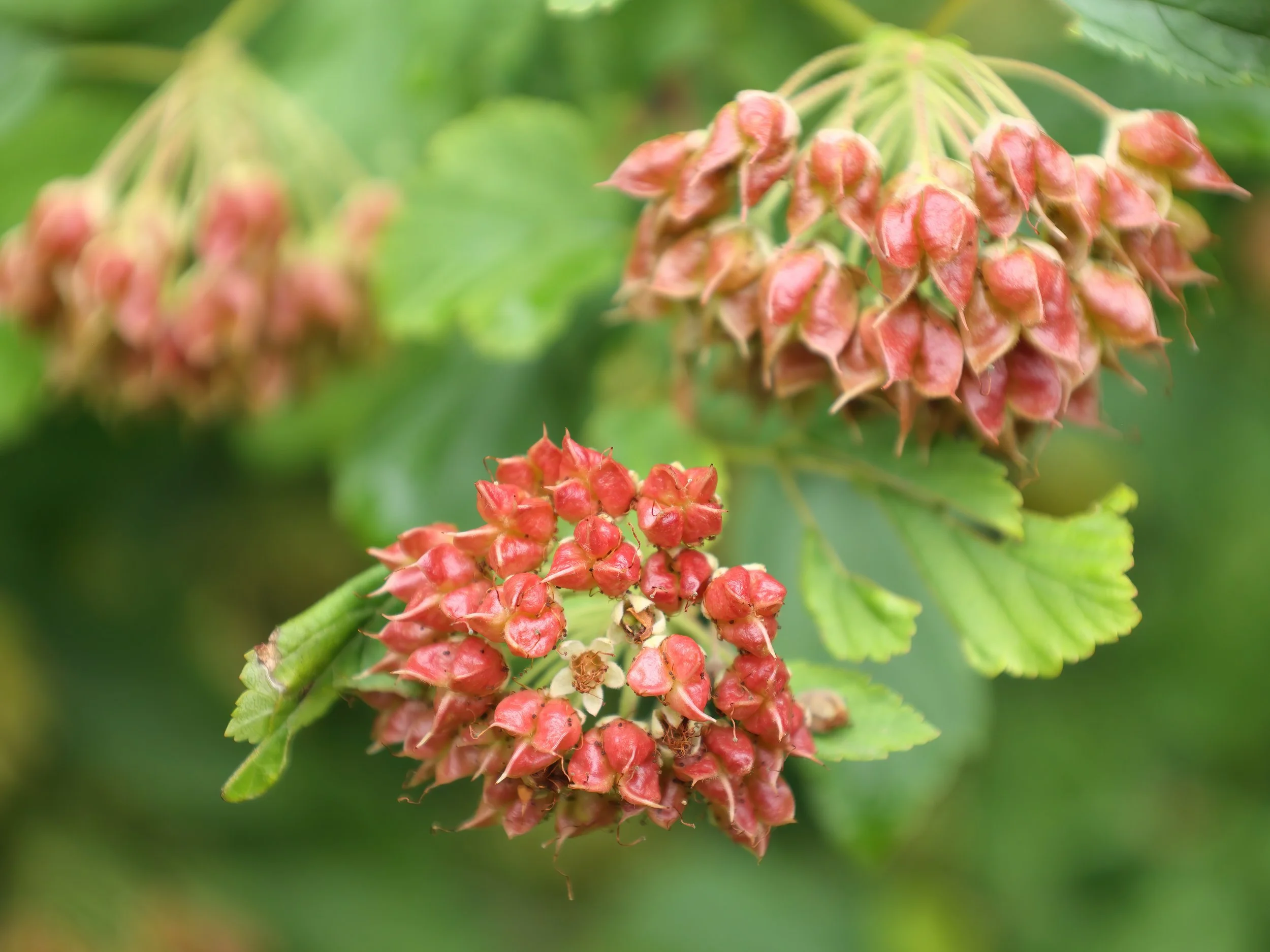 Cephas, CC BY-SA 4.0 <https://creativecommons.org/licenses/by-sa/4.0>, via Wikimedia Commons.jpg