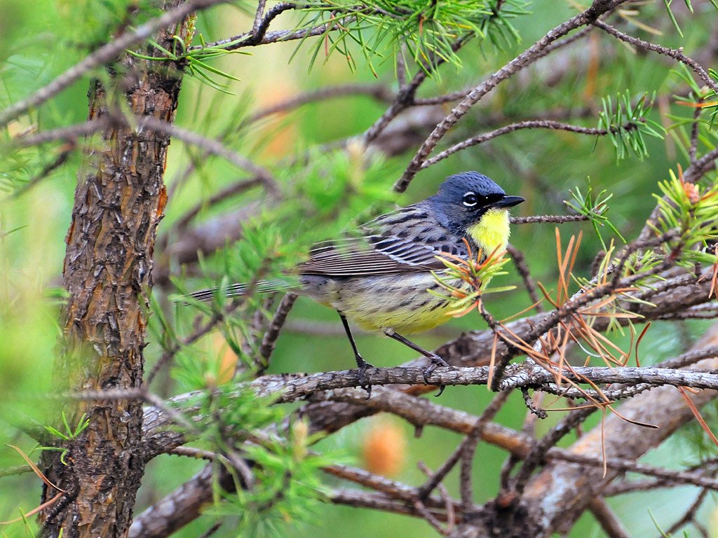 Grey and Yellow Kirkland Warbler resting on a Jack Pine branch