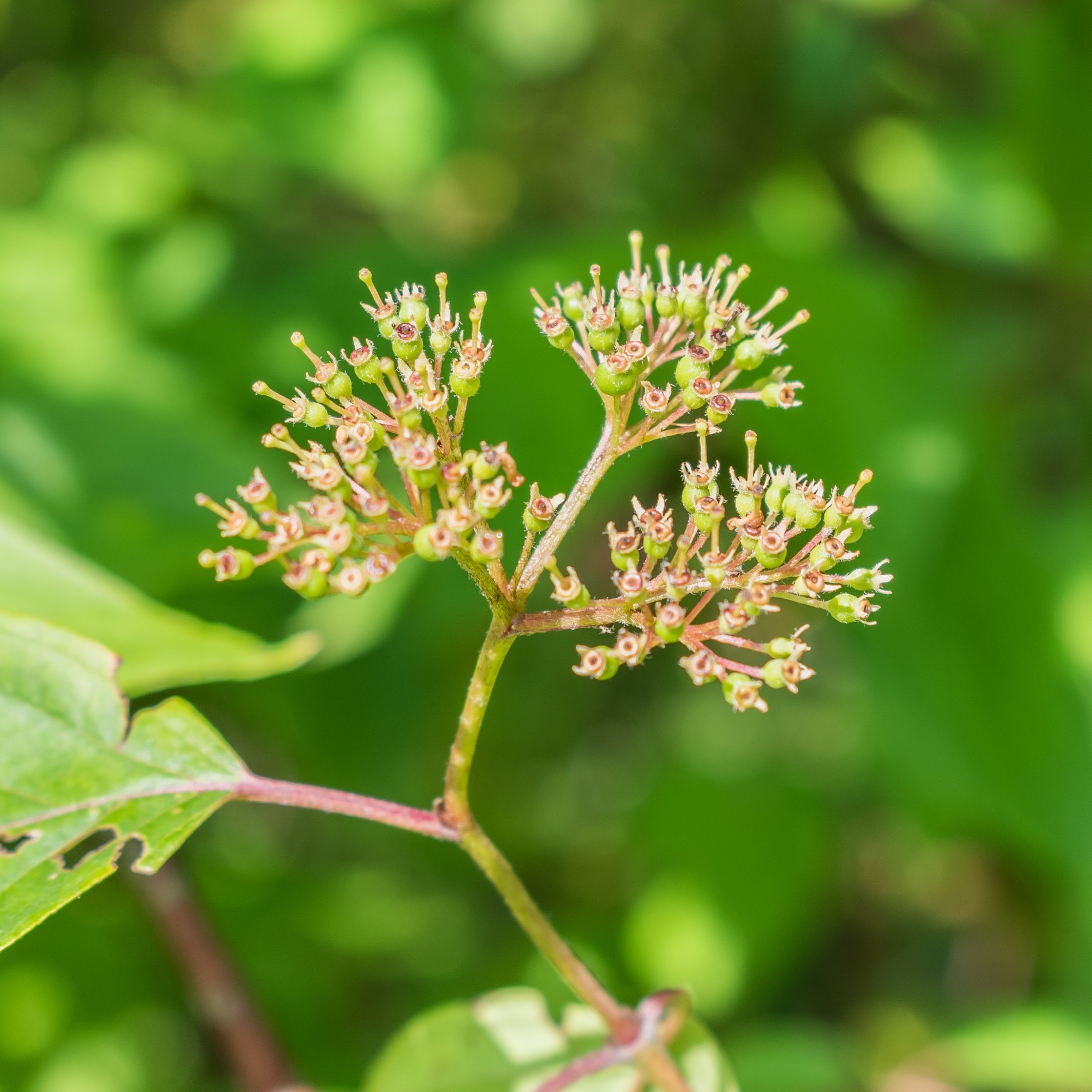 close up of new silky dogwood berries as they emerge