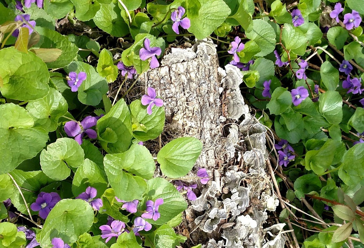 blanket of purple wood violet flowers surrounding a rock