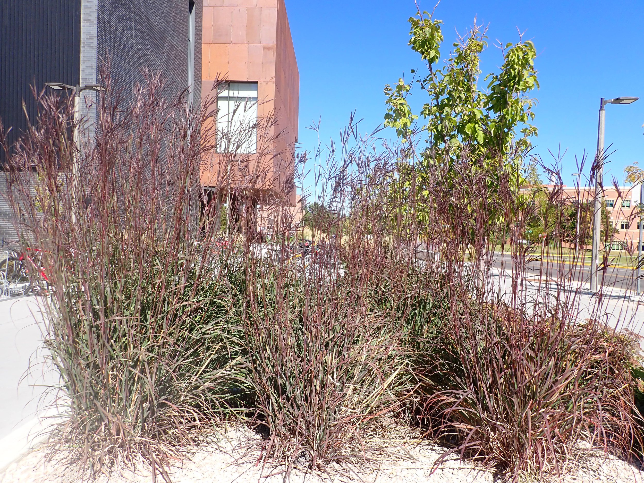 cluster of 3 big blue stem grasses in front of a building