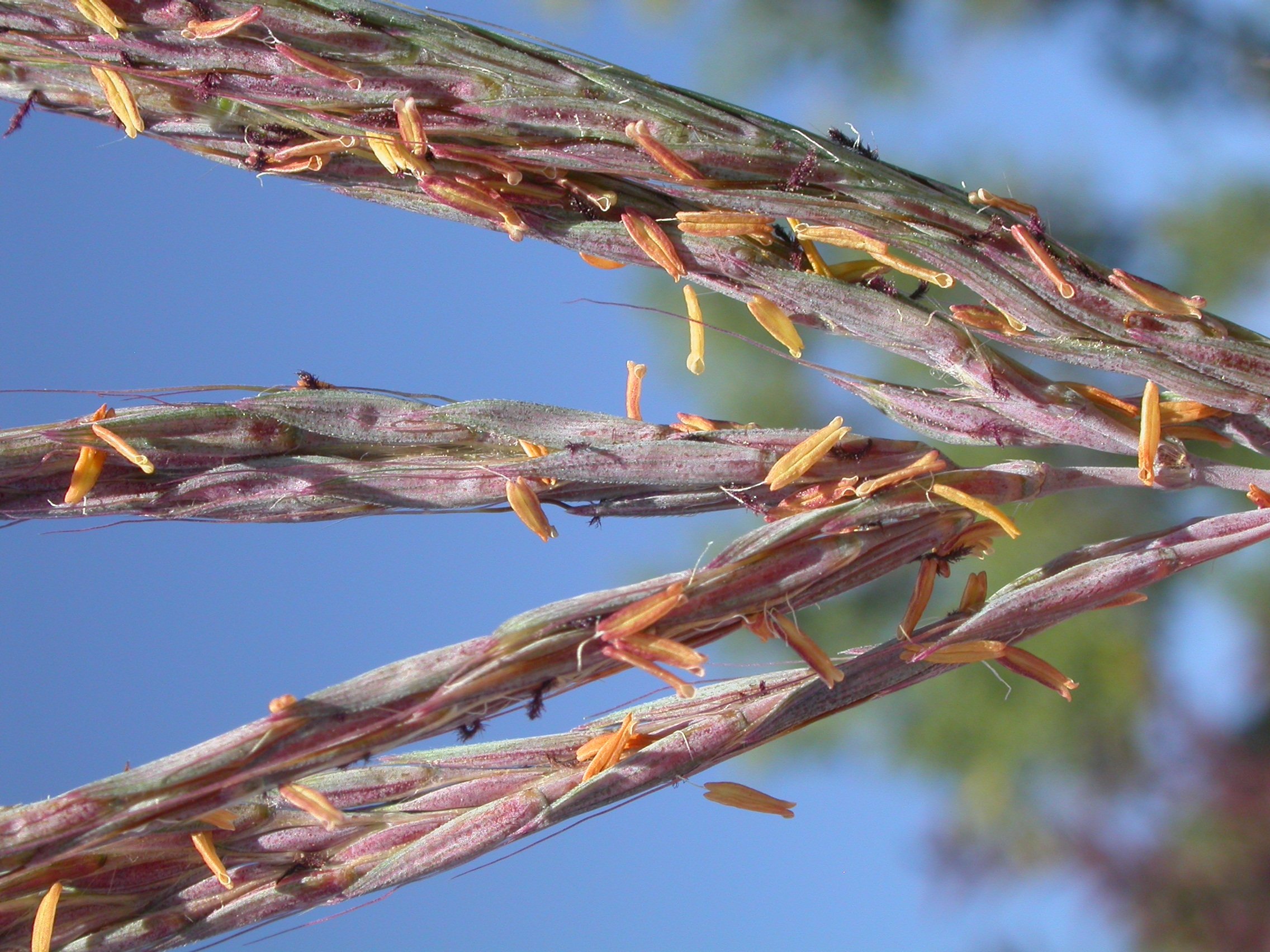 Up close image of big blue stem grass flowers