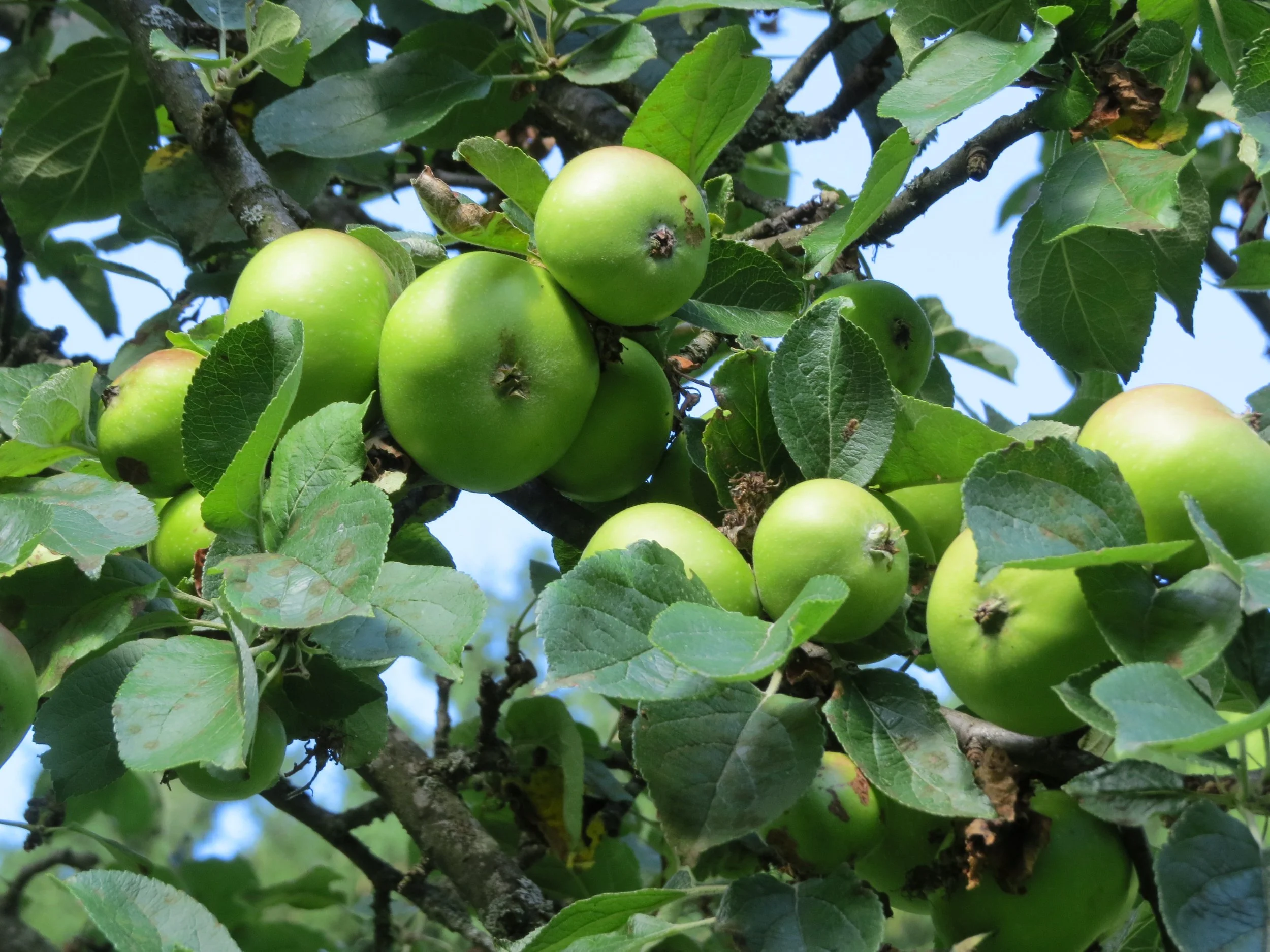 2017-07-28_(022)_Apple_tree_near_old_Bichl,_Haltgraben,_Frankenfels,_Austria.jpg