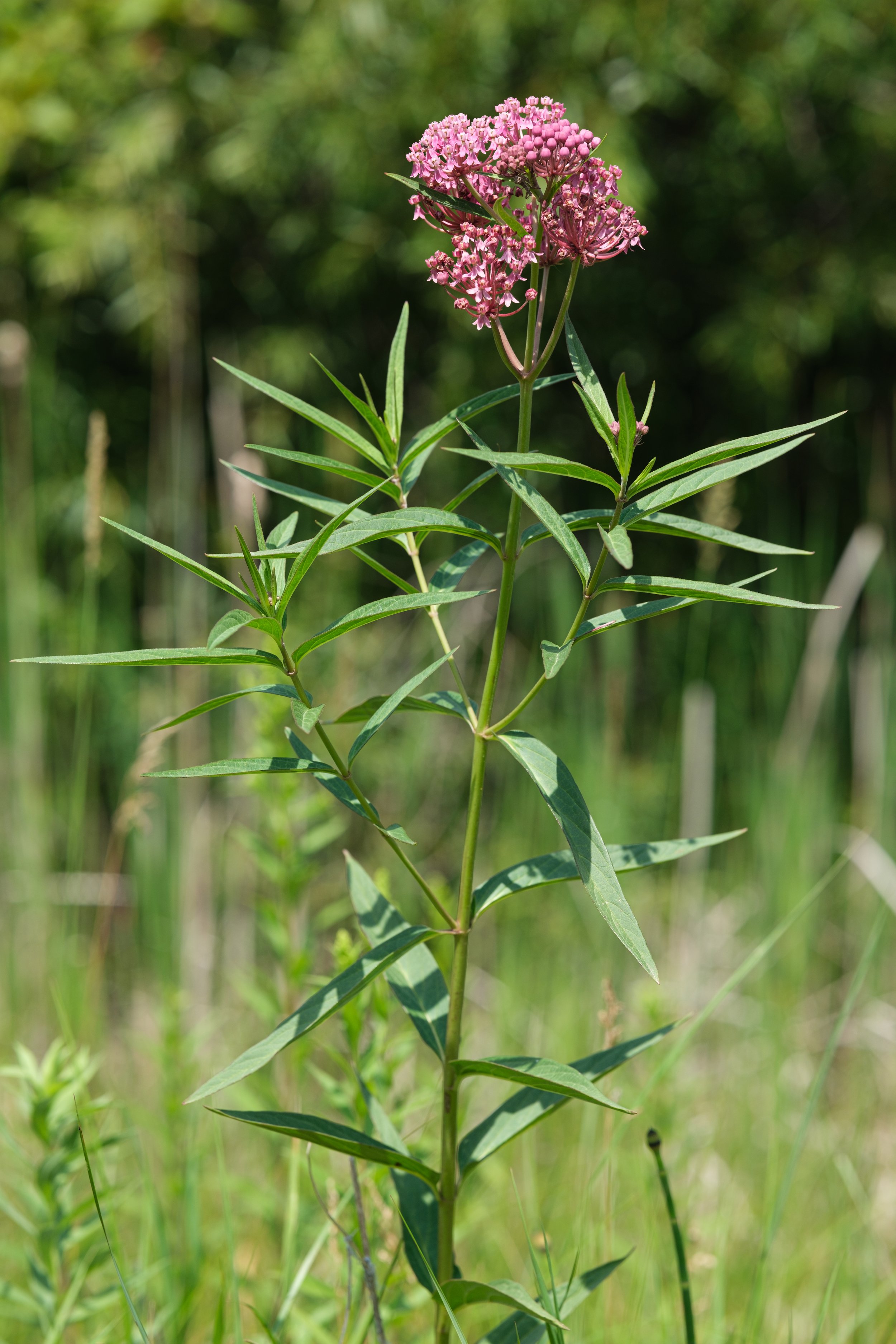 sideview structure of rose milkweed