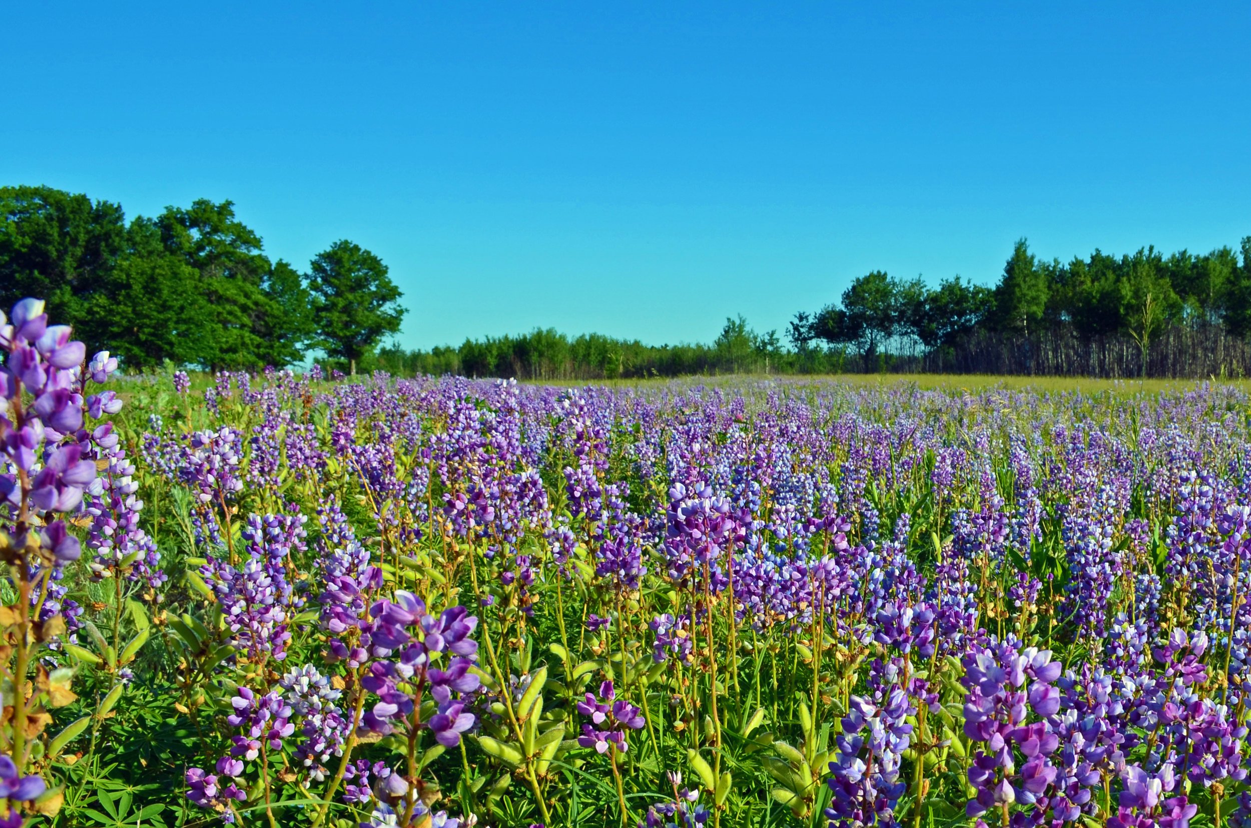 Filed of purple lupine flowers