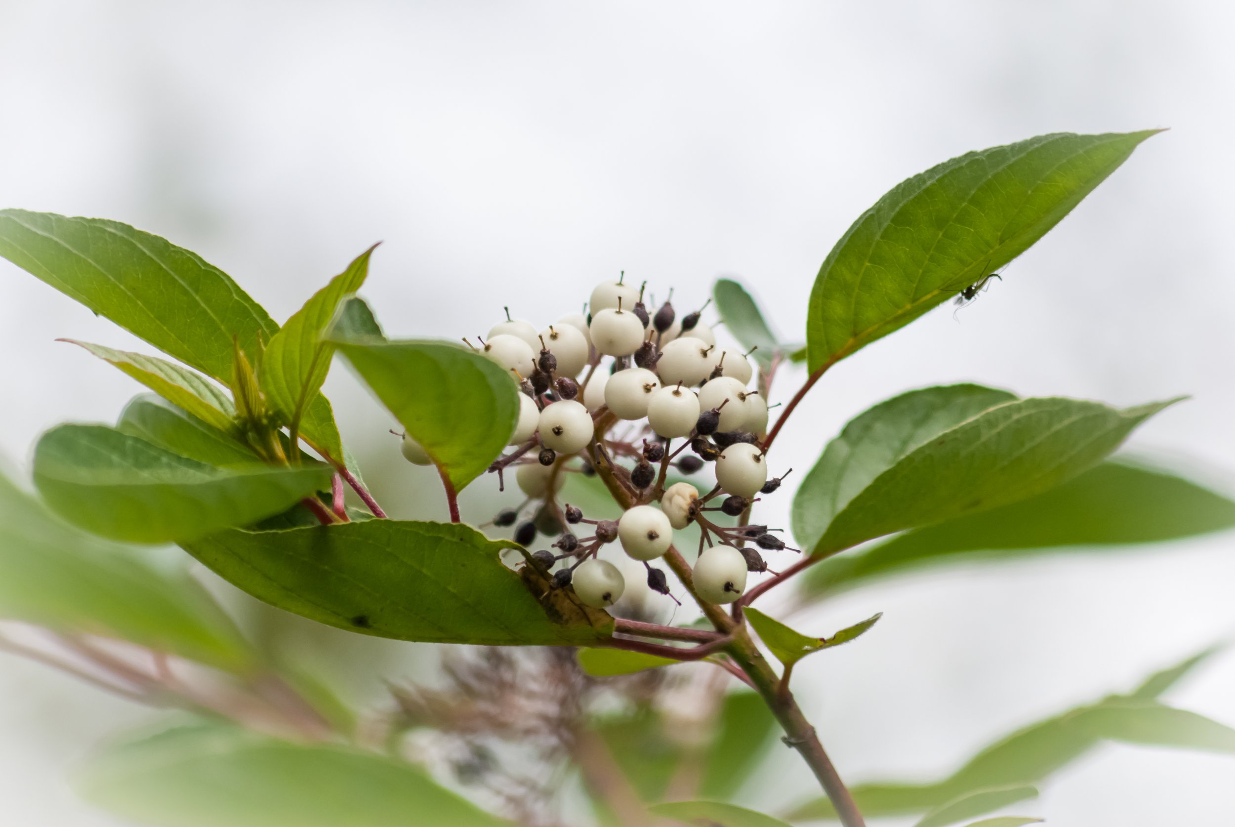 close up of white berries from red osier dogwood