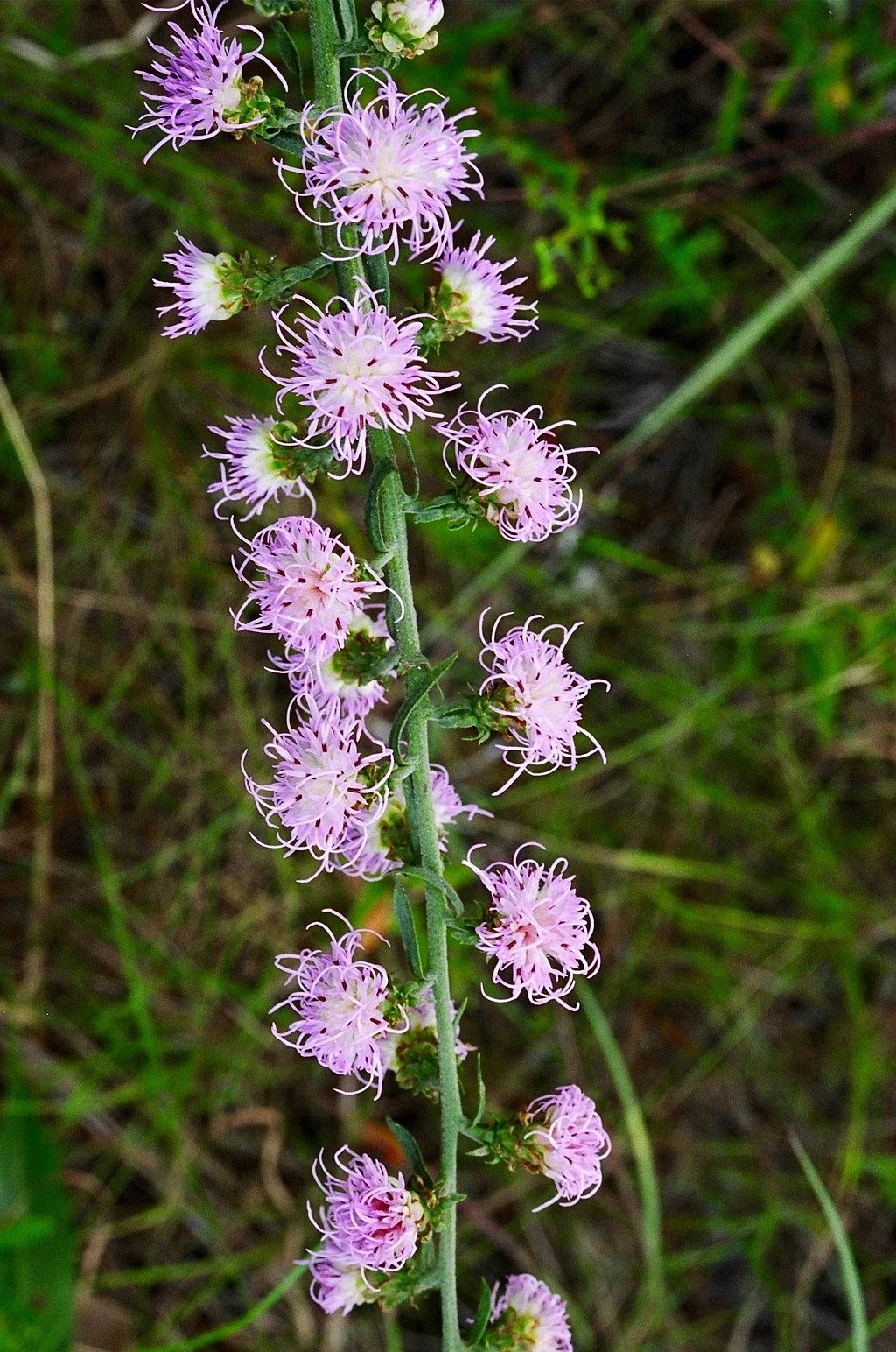 sonnia hill, CC BY 2.0 <https://creativecommons.org/licenses/by/2.0>, via Wikimedia Commons.jpg