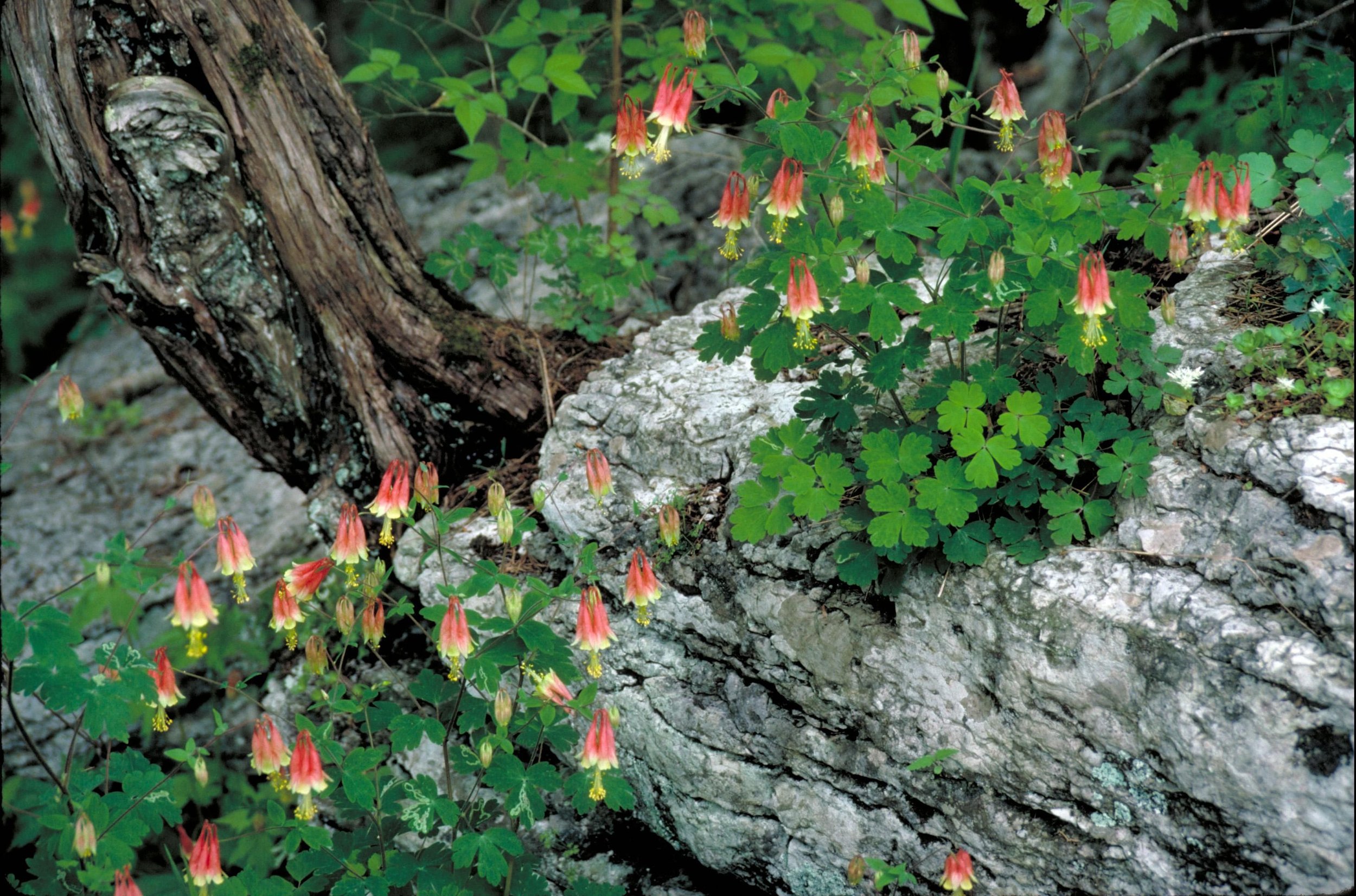 Wild columbine growing on rocks