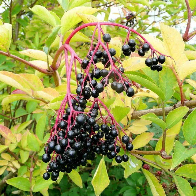 Jonathan Billinger / Ripe Elderberries.jpg