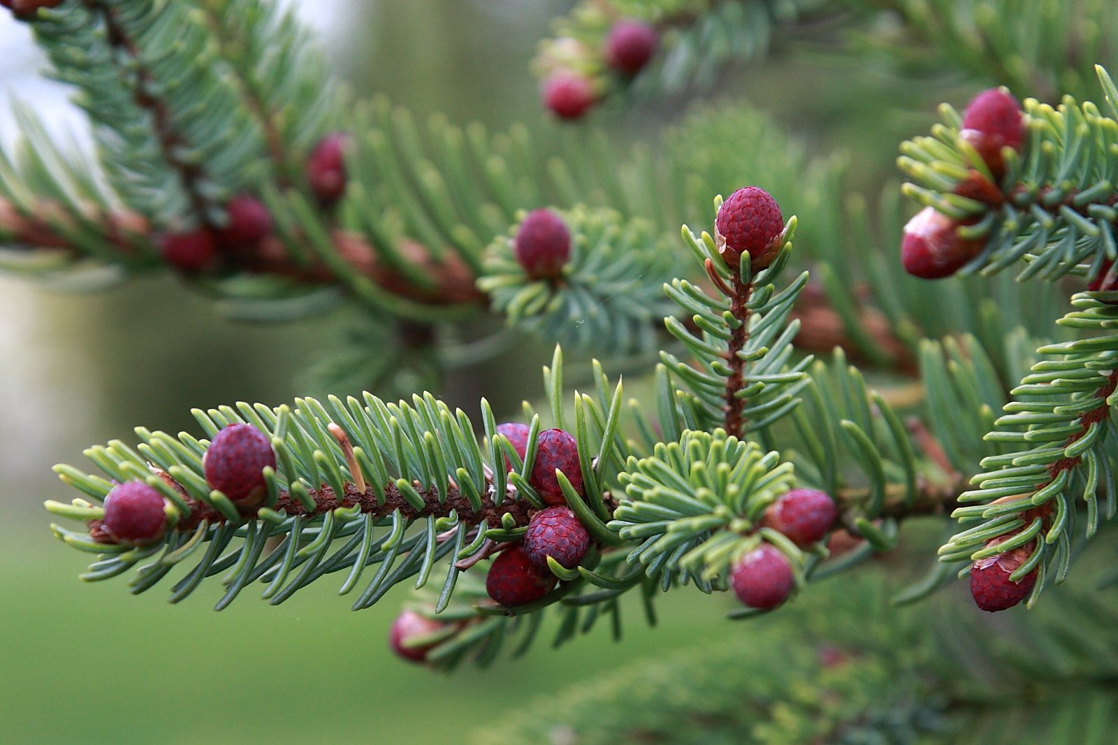 close up of young black spruce cones